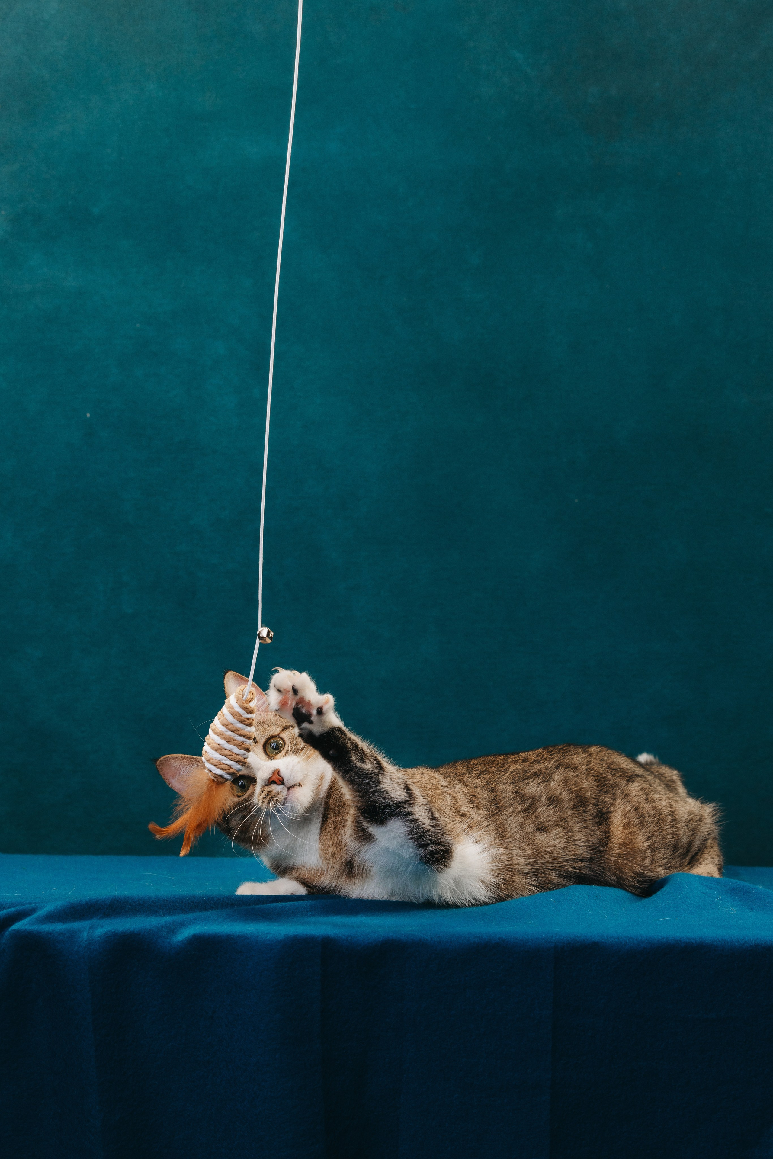 Коты Сет и Квентин. Фотограф анималист Осипчикова Мария