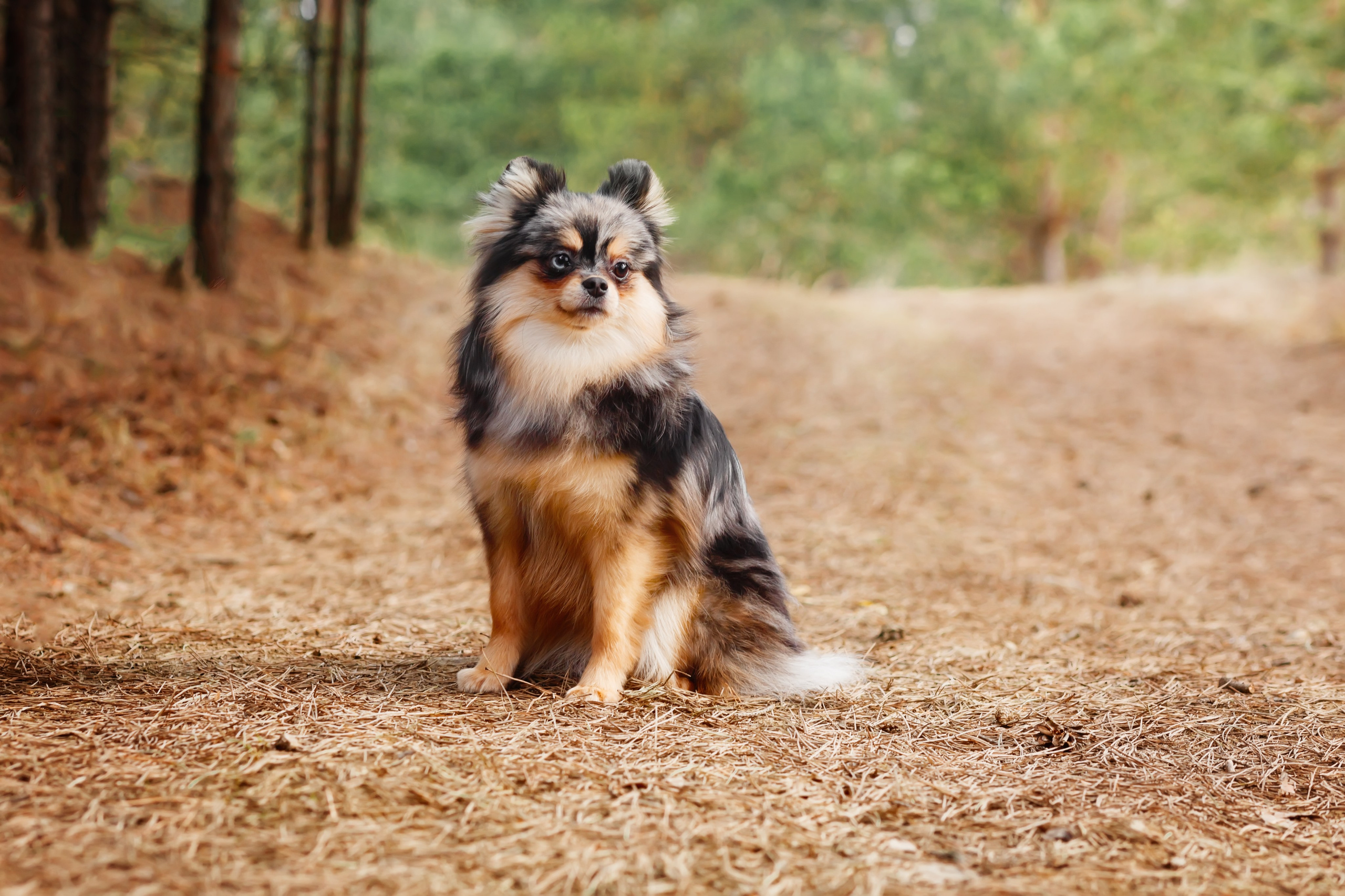 Собаки, кошки и др. животные. Семейный фотограф в Екатеринбурге