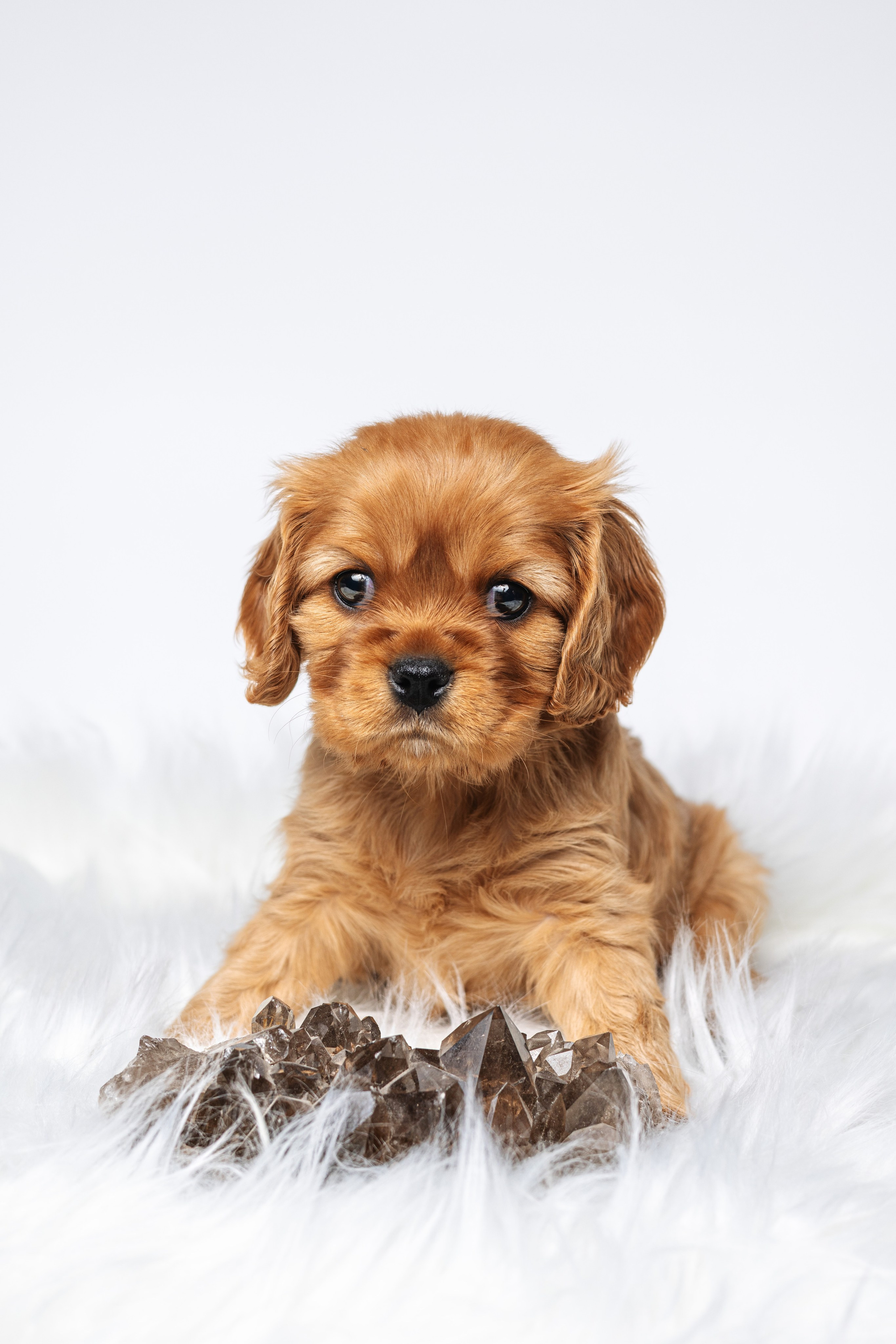 ККЧС. Фотограф анималист Осипчикова Мария