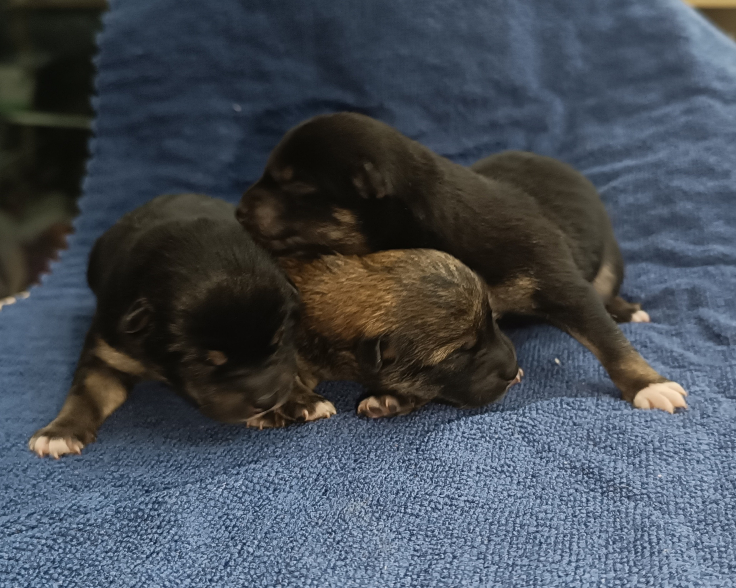 сиба питомник Рубилайт щенки на продажу rubylight  сиба щенки купить СПб Санкт-Петербург 