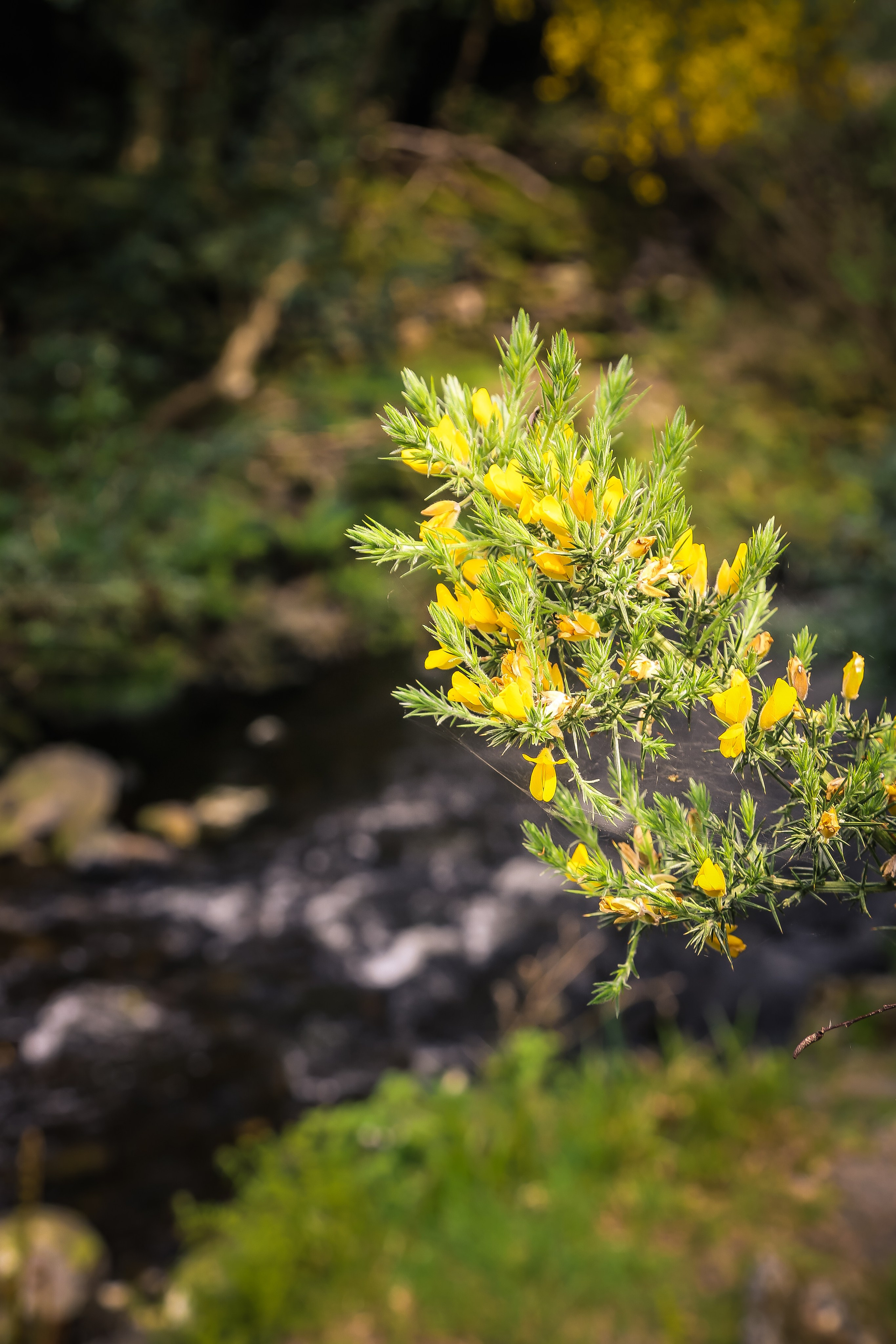 Ирландия: Горы Уиклоу. Дарья Письменюк / Darya Leitstern — фотограф, музыкант, журналист, путешественник