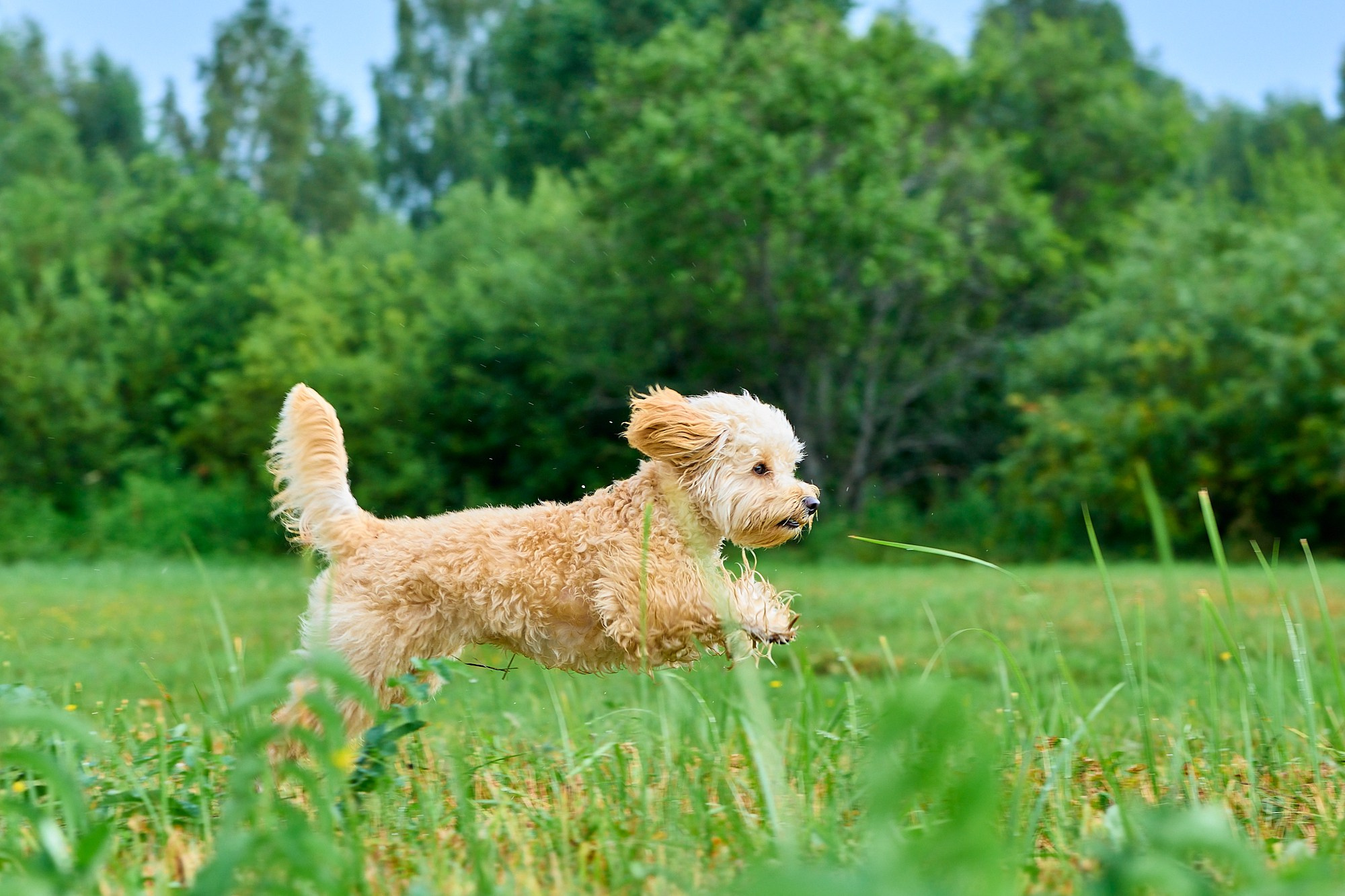 Мокрая от травы и неугомонная Бонечка. Любовь Гальцова — свадебный, семейный, детский фотограф в городе Кемерово и Кемеровской области