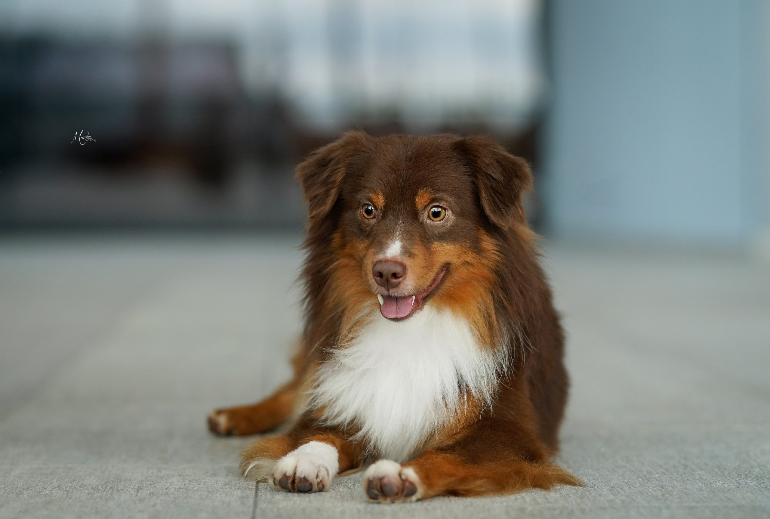 Выставки 2024. Фотограф-анималист в Санкт-Петербурге Яна Мартынова