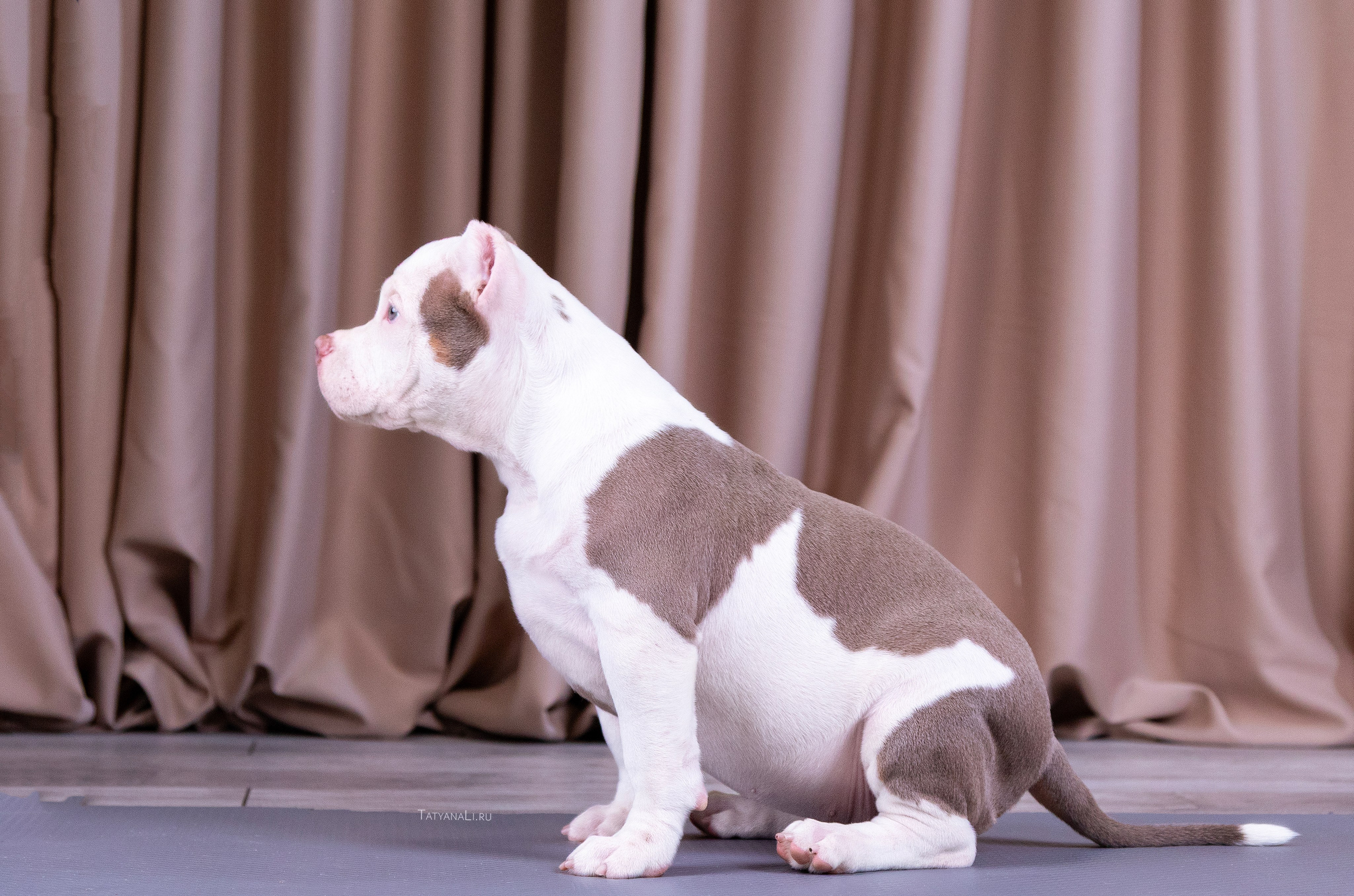 Американский булли. Фотограф — анималист Татьяна Ли