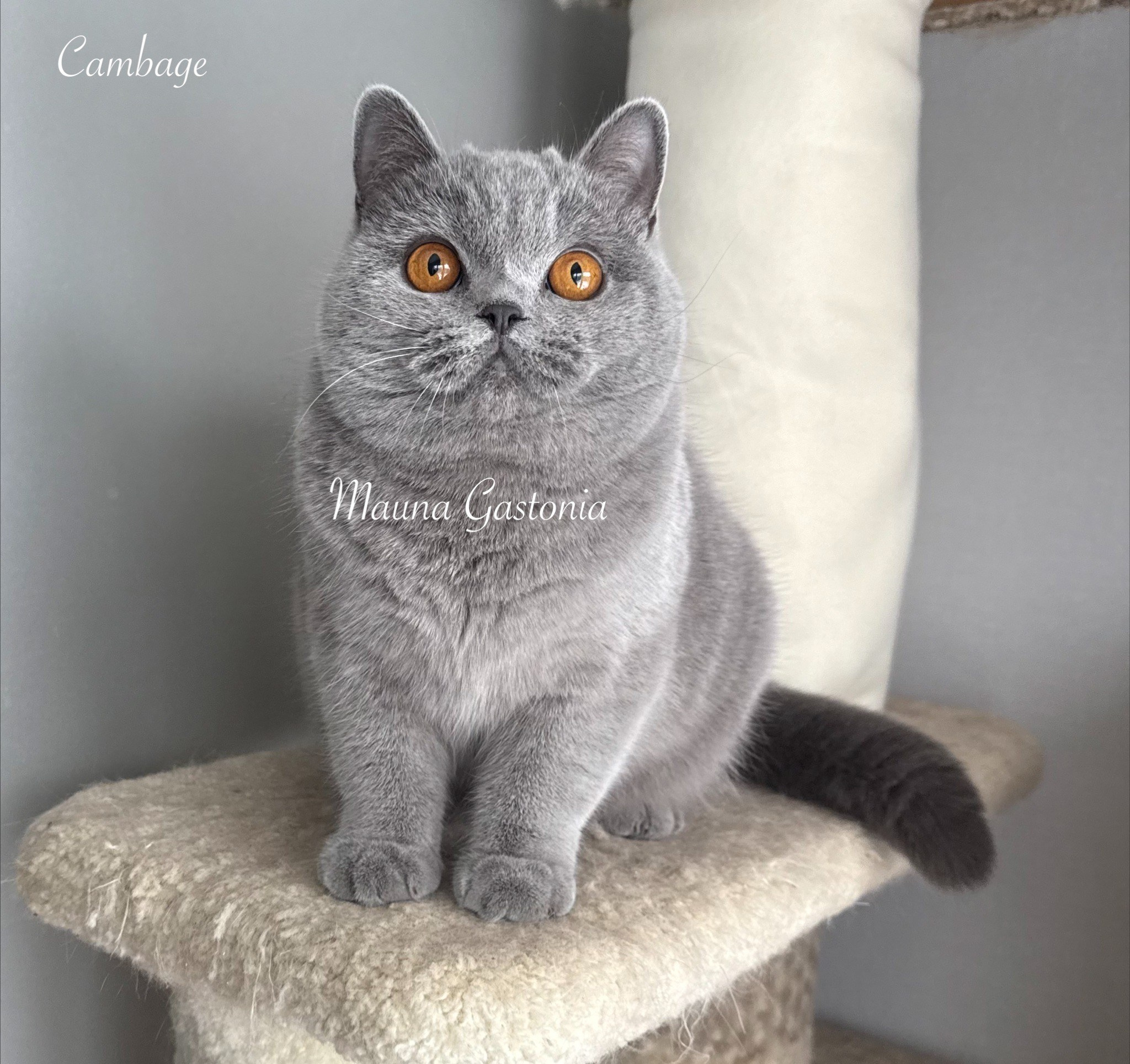 Cambage. Mauna Gastonia