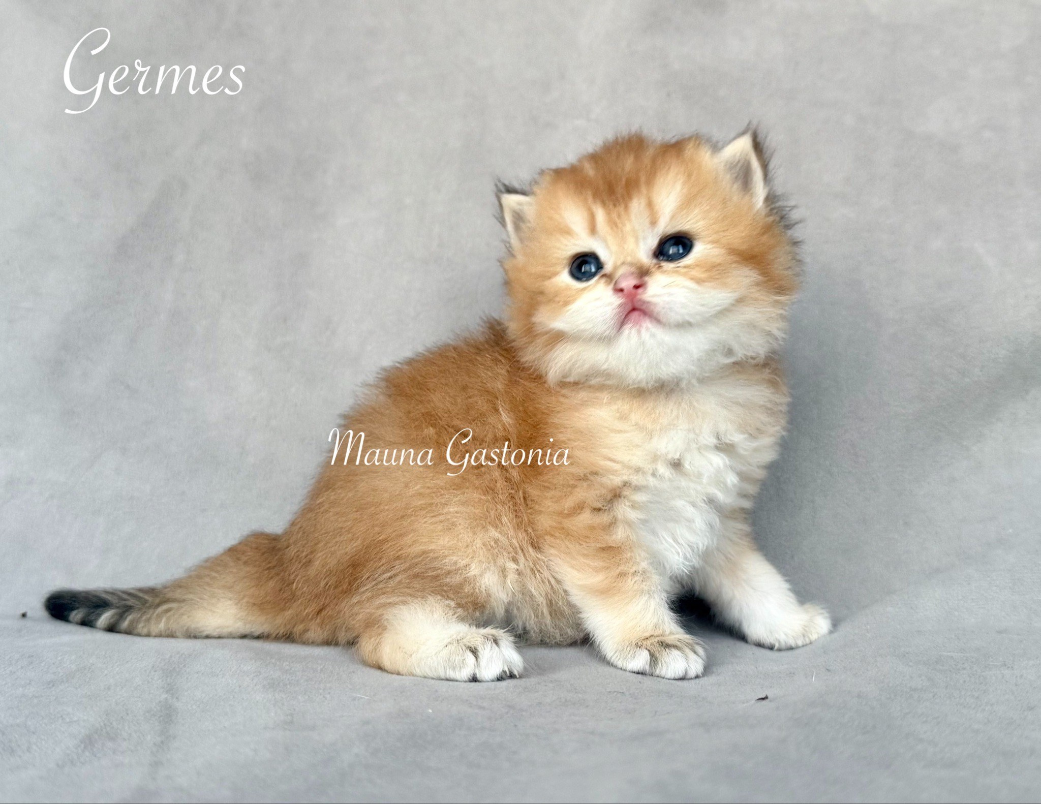 Germes. Mauna Gastonia