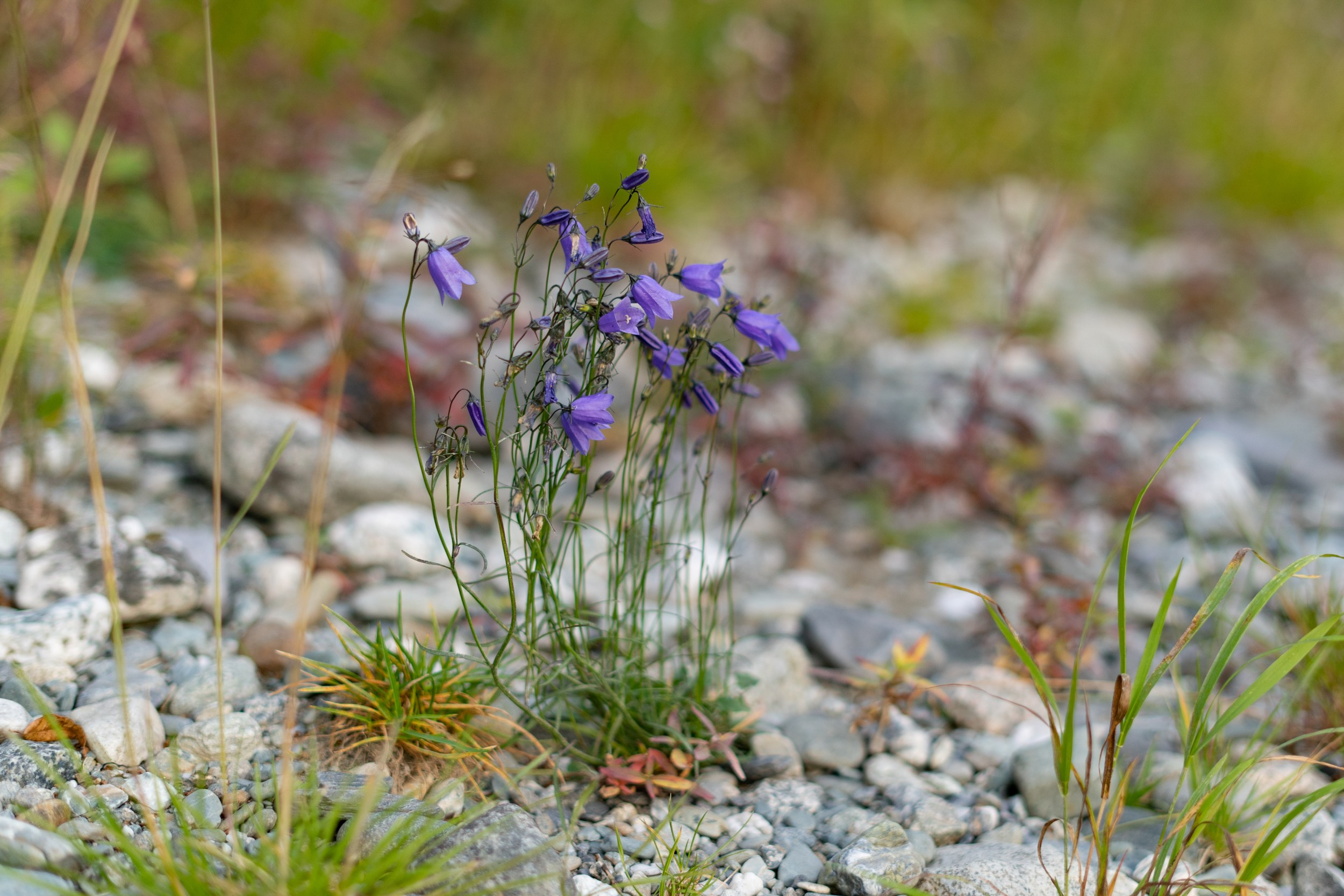 Музыкальная экоакция «Чистая Собь» 08.24. Фотограф Екатерина Зорина