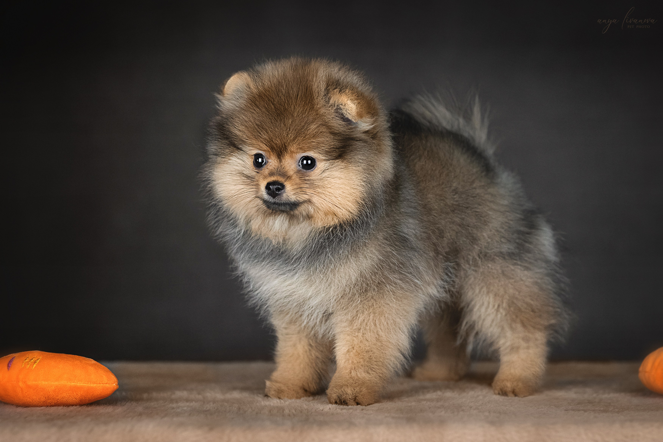 Шпицулики. Фотограф анималист Аня Ливанова | Рыбинск