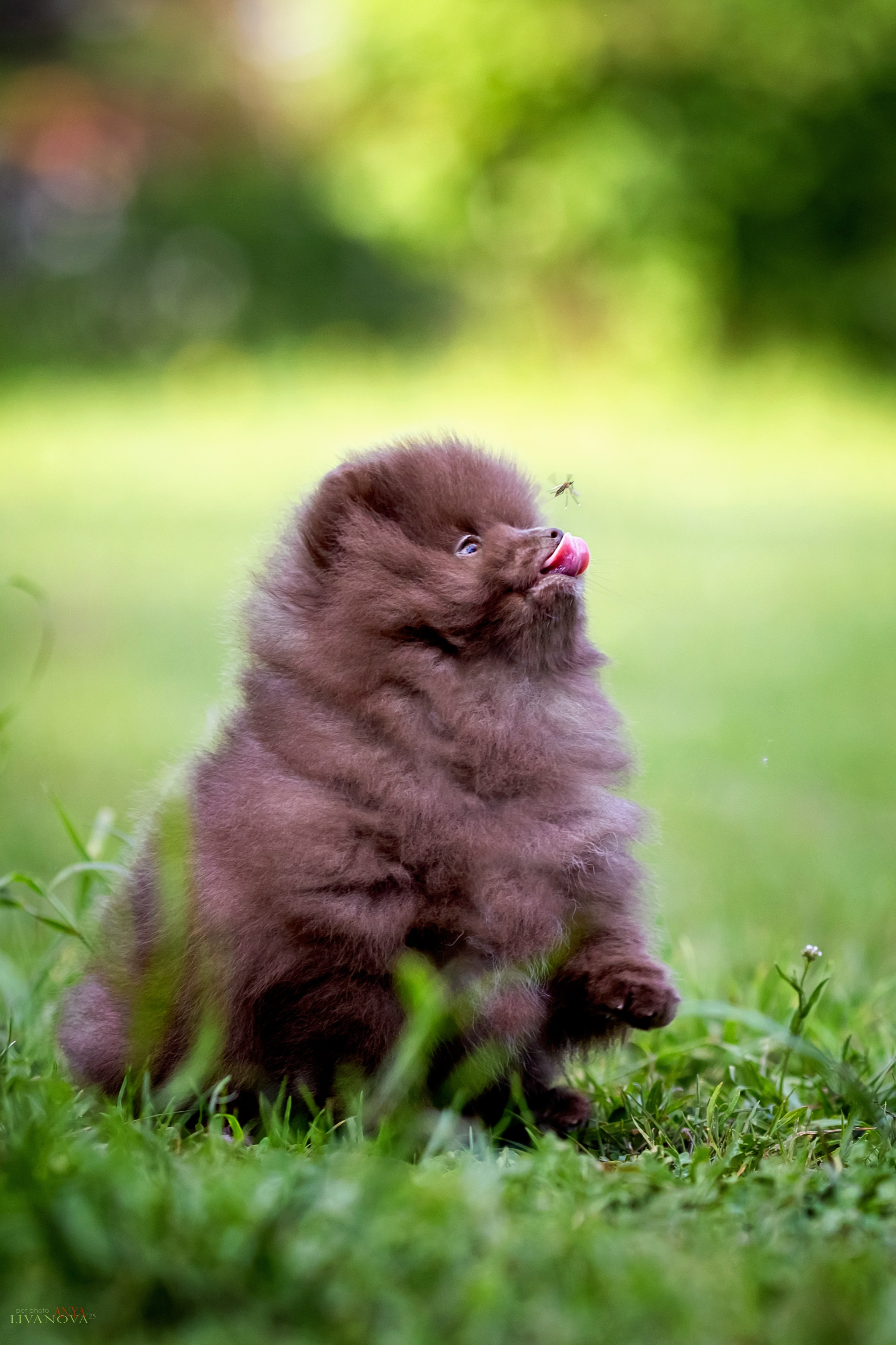 Шпицы. Фотограф анималист Аня Ливанова | Рыбинск