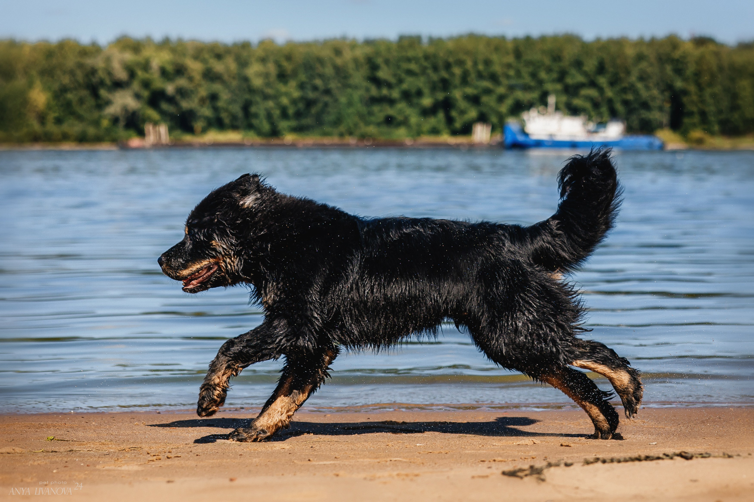 Адмирал. Фотограф анималист Аня Ливанова | Рыбинск