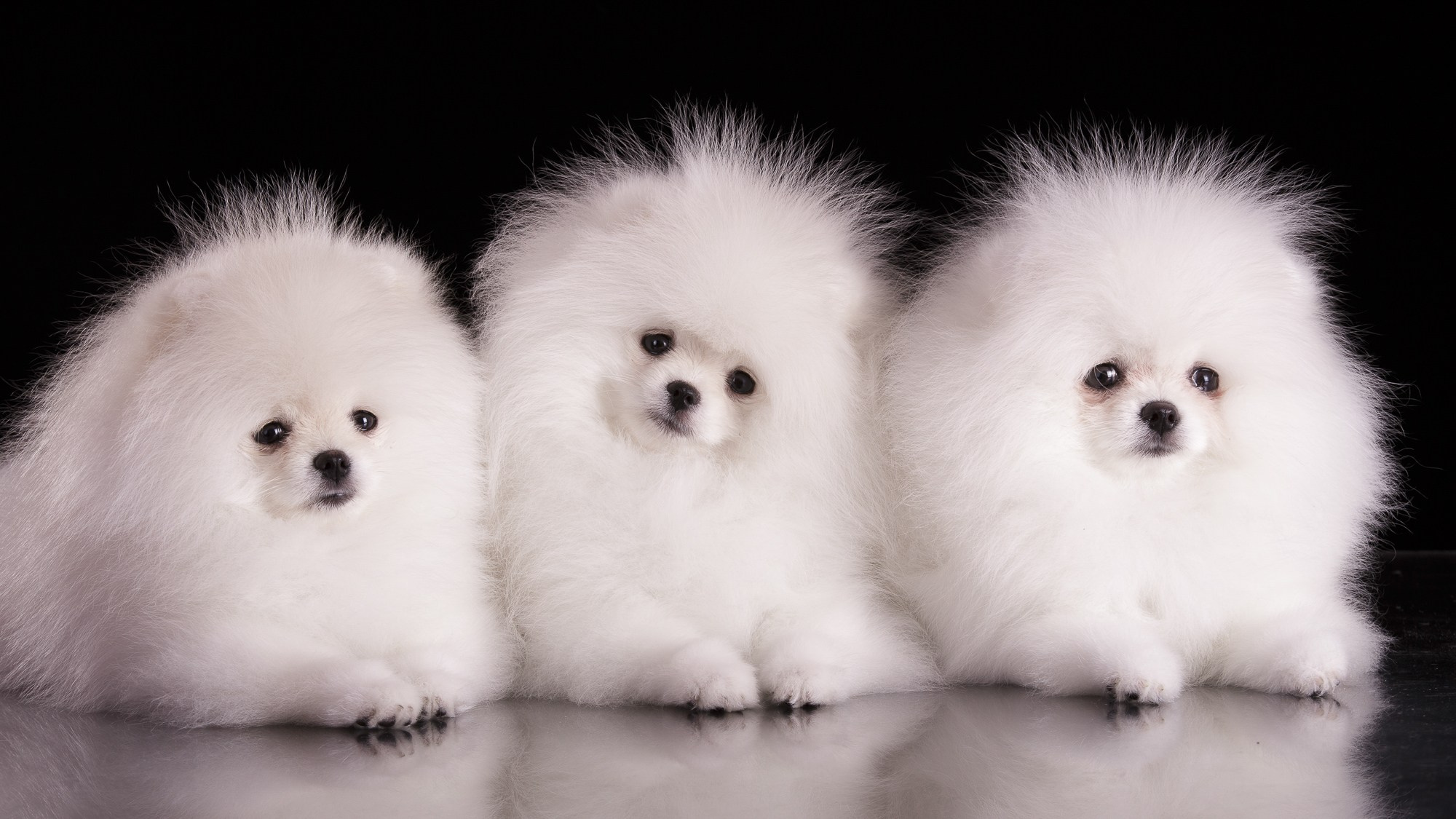 Фотосъёмки щенков. Фотограф-анималист Natalia Deingel | Фотосъемка собак в Москве