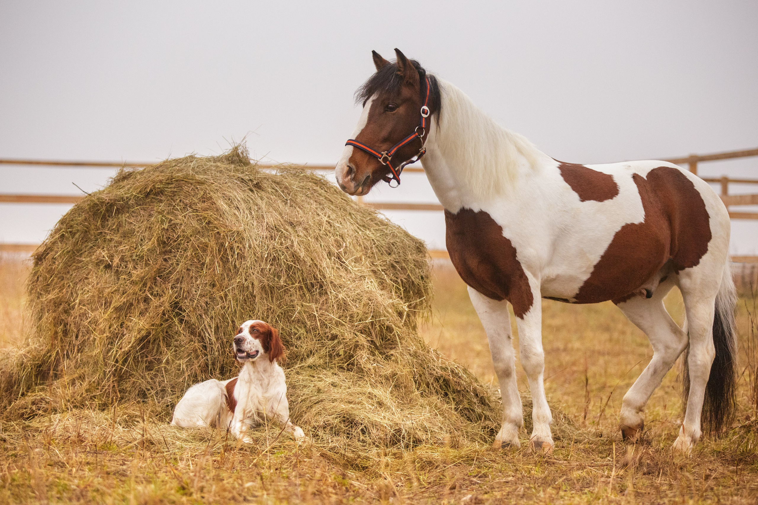 Ирландский красно-белый сеттер Шамрог. Фотограф-анималист Natalia Deingel | Фотосъемка собак в Москве