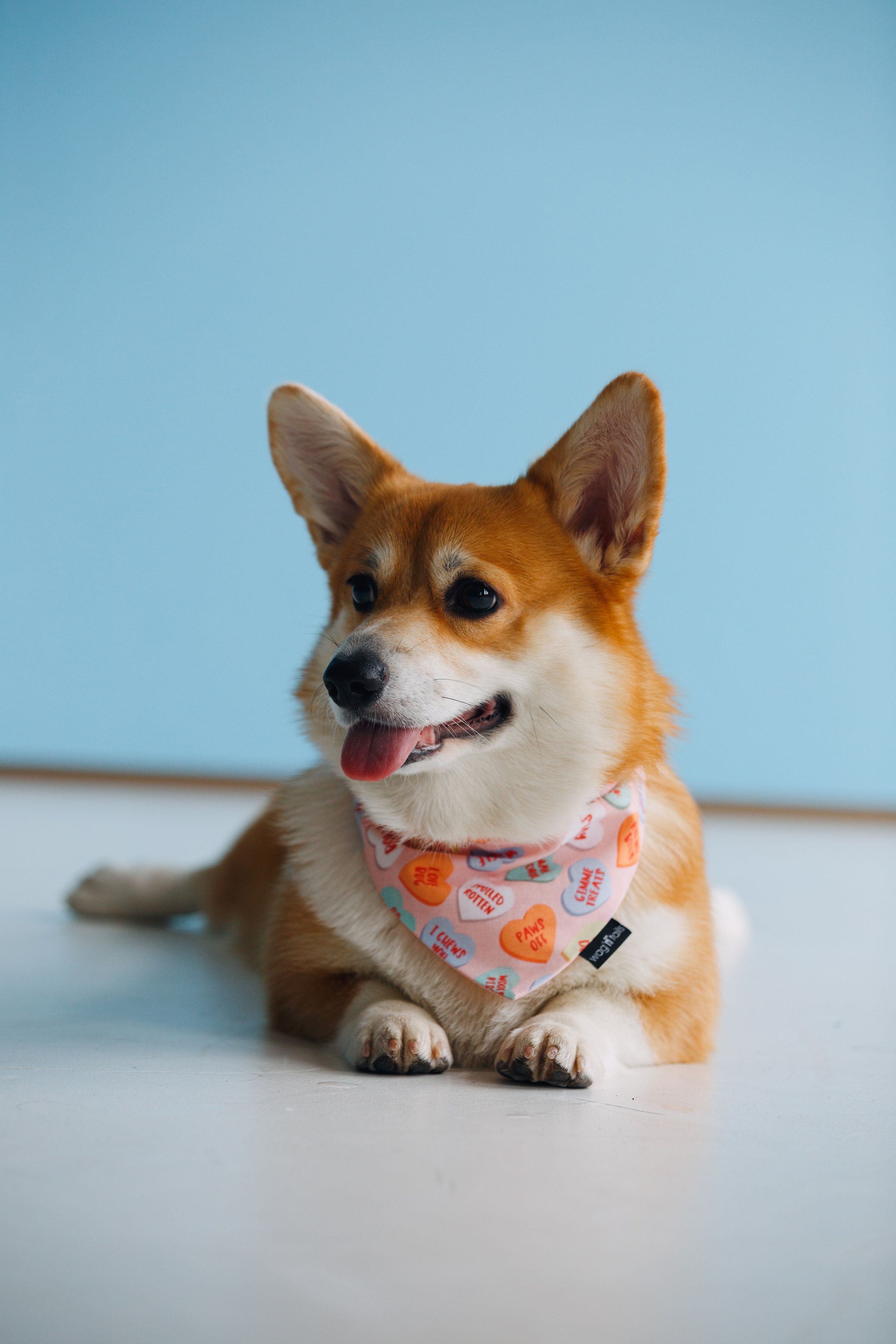 Wag'n'tails аксессуары для животных. Фотограф анималист Кристина Карпова, Москва