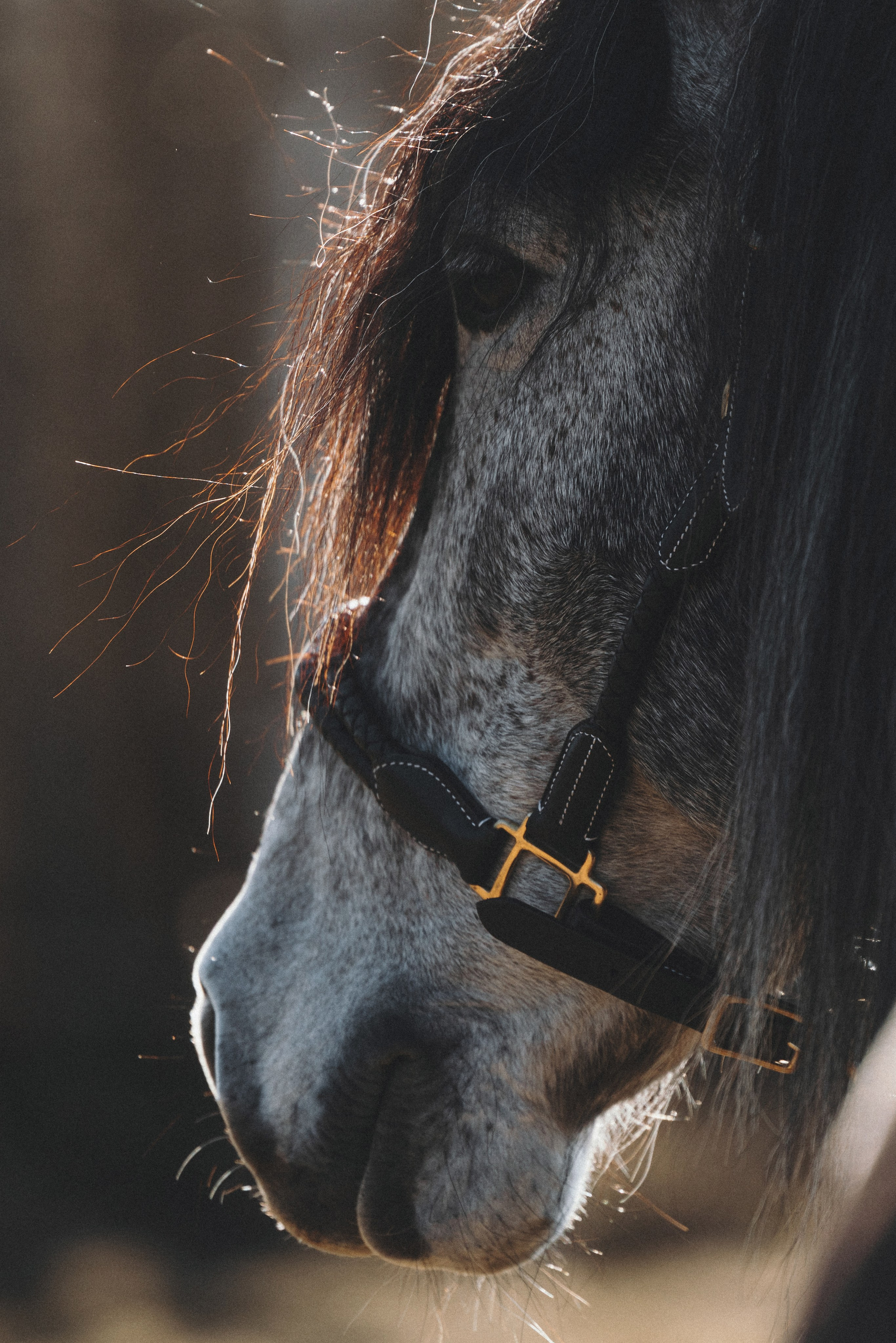 Ирина и Командор. Фотограф анималист Осипчикова Мария