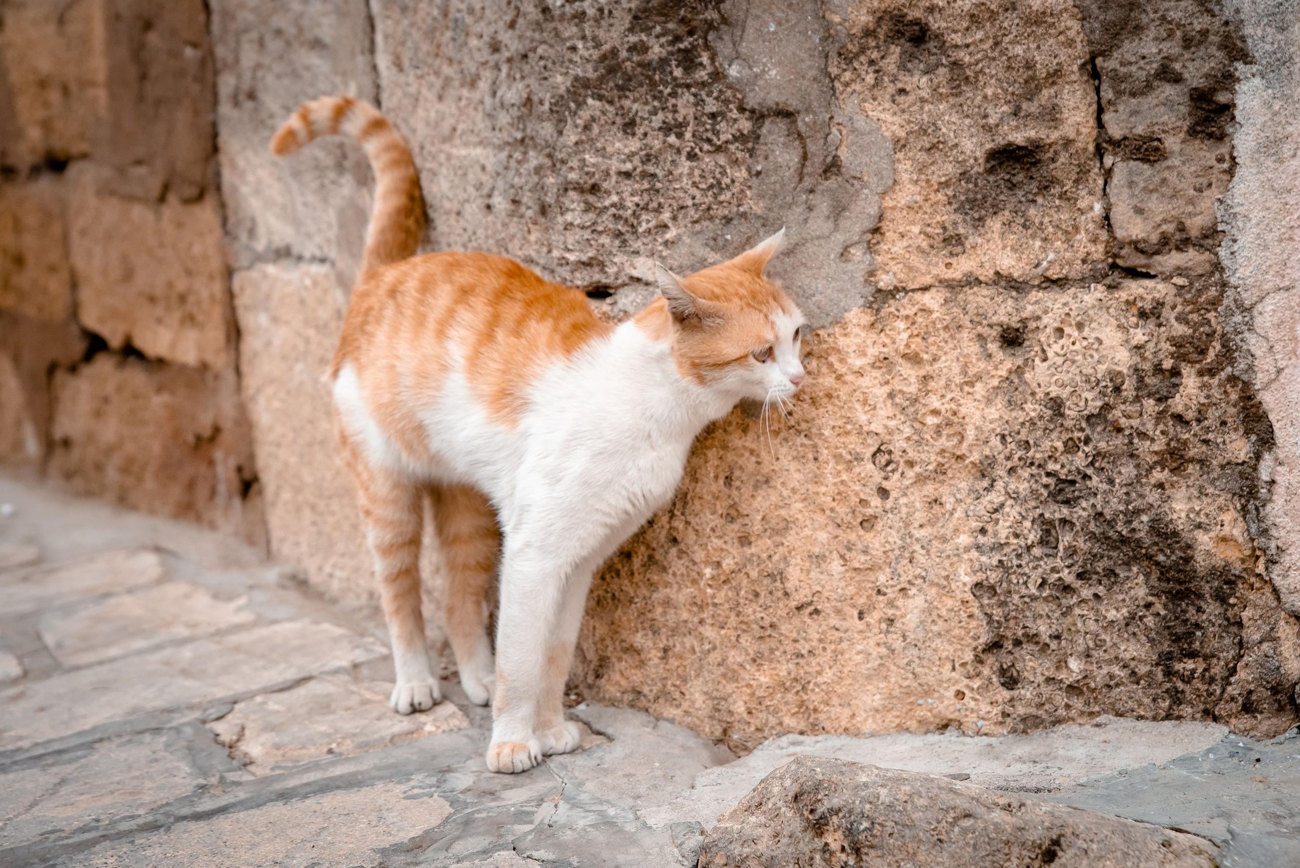 Дагестан. Фотограф Крещение Венчание Москва