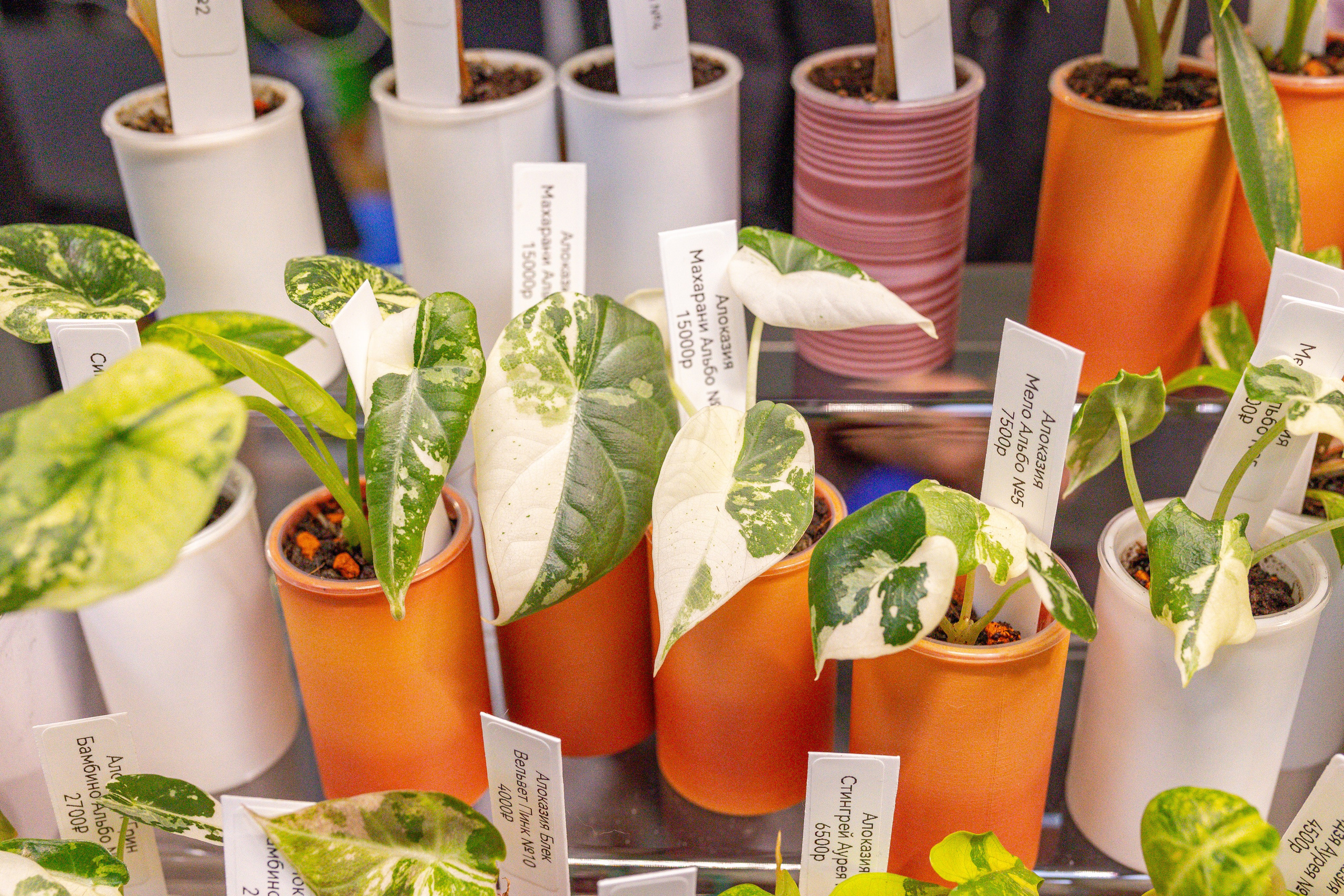 Монстериум апрель 2026. Александра Куликова фотограф, Москва