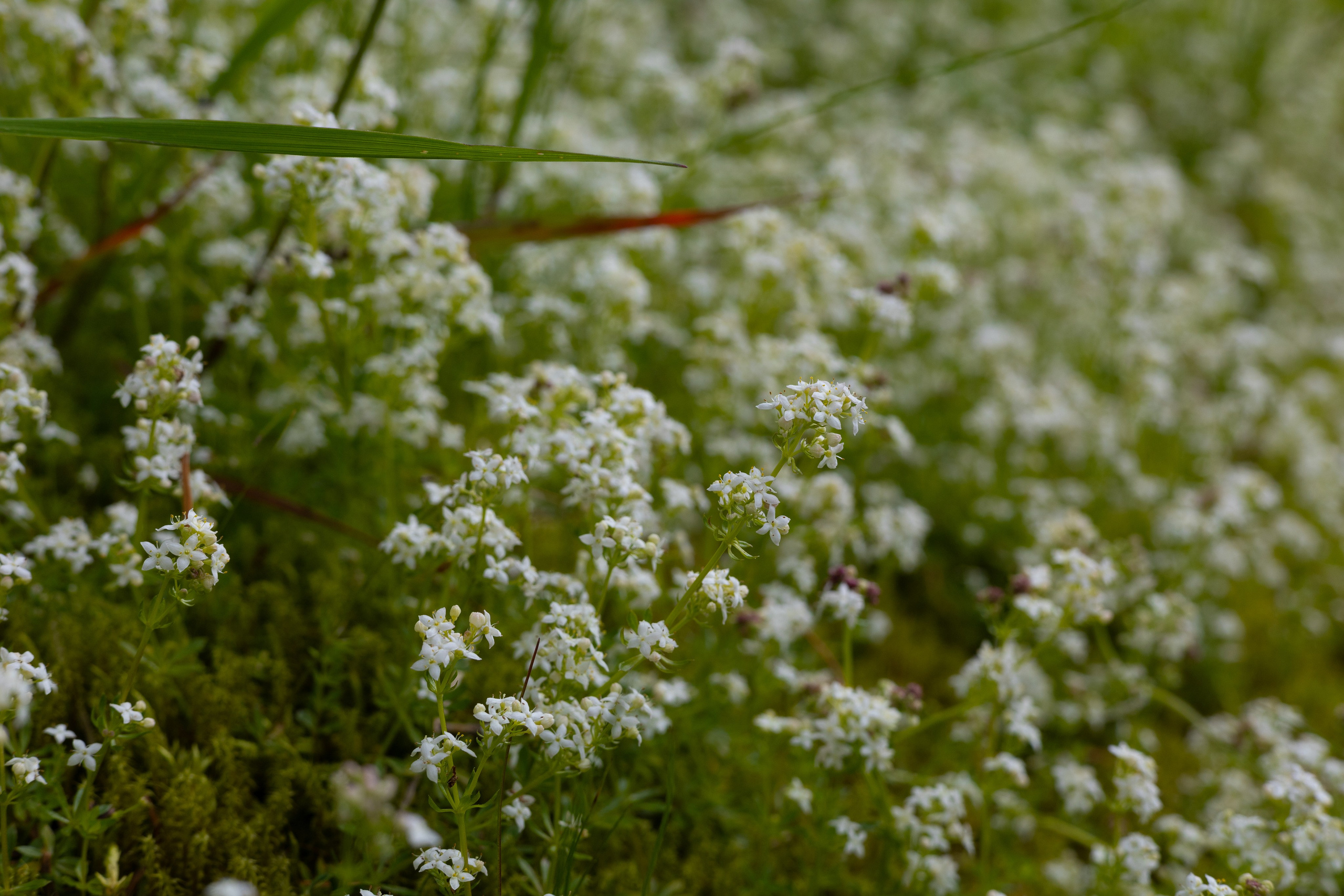 Bischofsgrün. ITMAG.ME | Visual Art