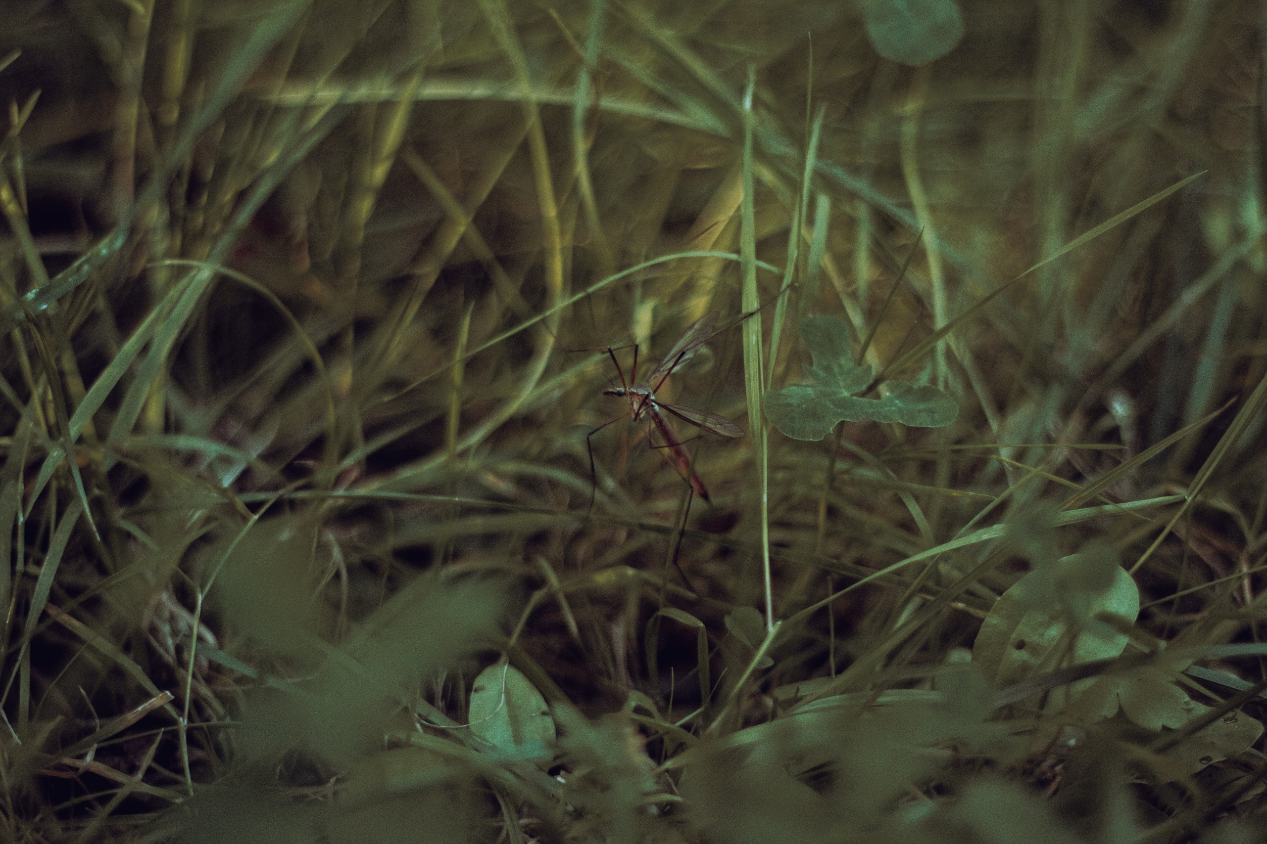 Природа. Фотограф Москва, портрет, стрит, репортаж. Художественная фотосессия