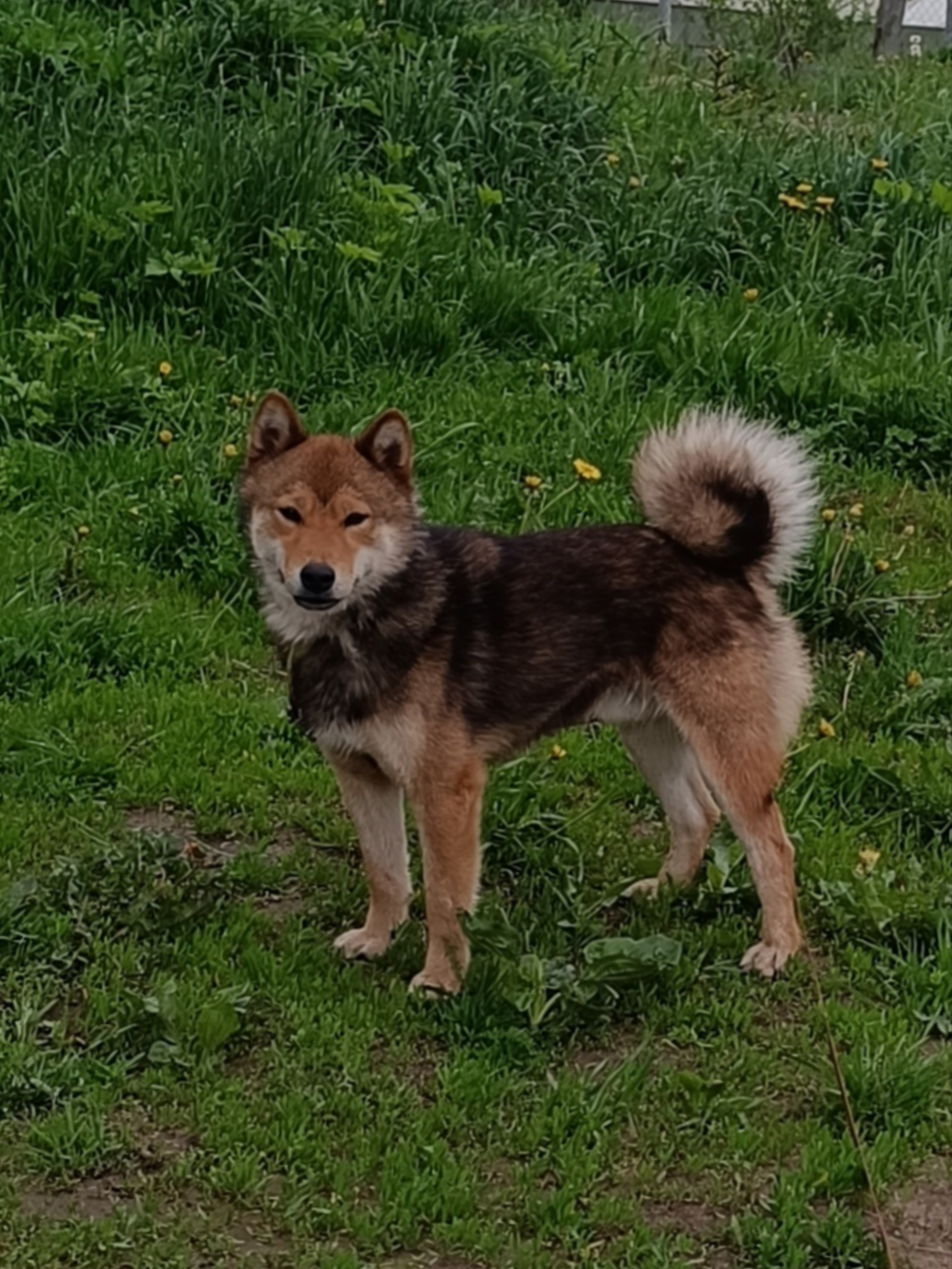 Шаман (красный сезам) *. Американская акита I Сиба ину I Питомник RUBYLIGHT