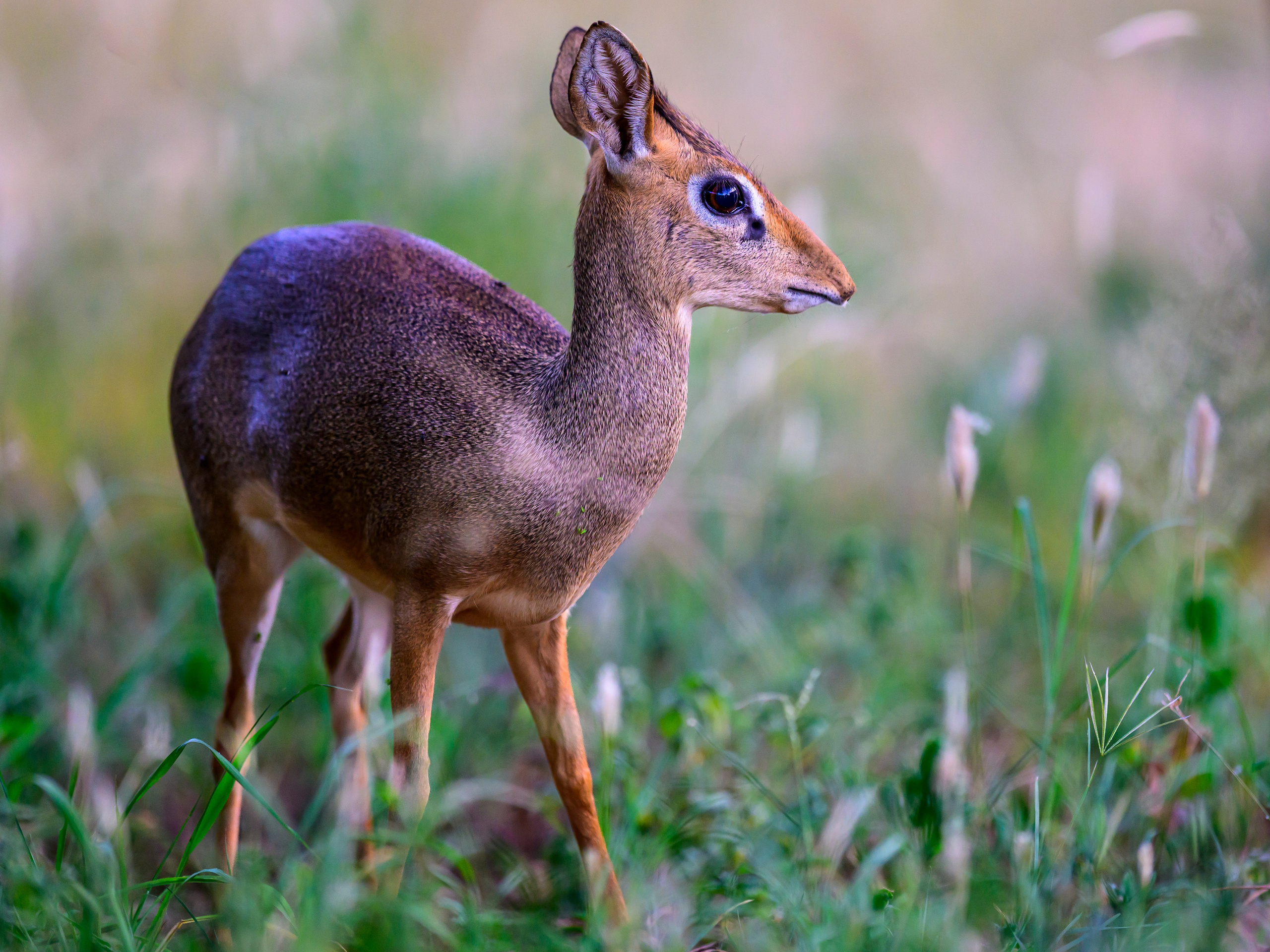 Кения. Wildlife photography by Sergey Puponin