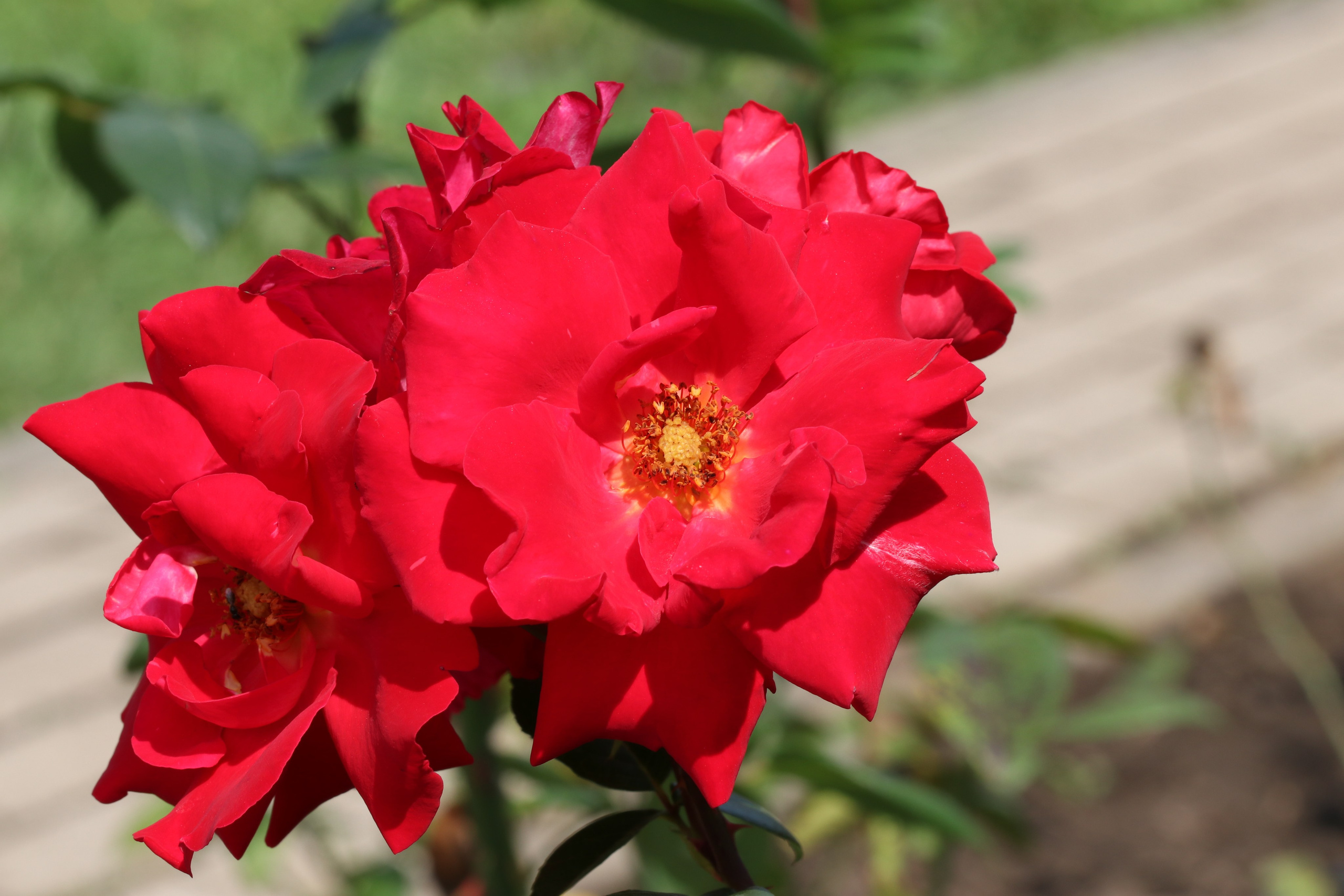 Долина роз в Кисловодске. Фото-художник и Репортажный фотограф Николаев Александр Алексеевич