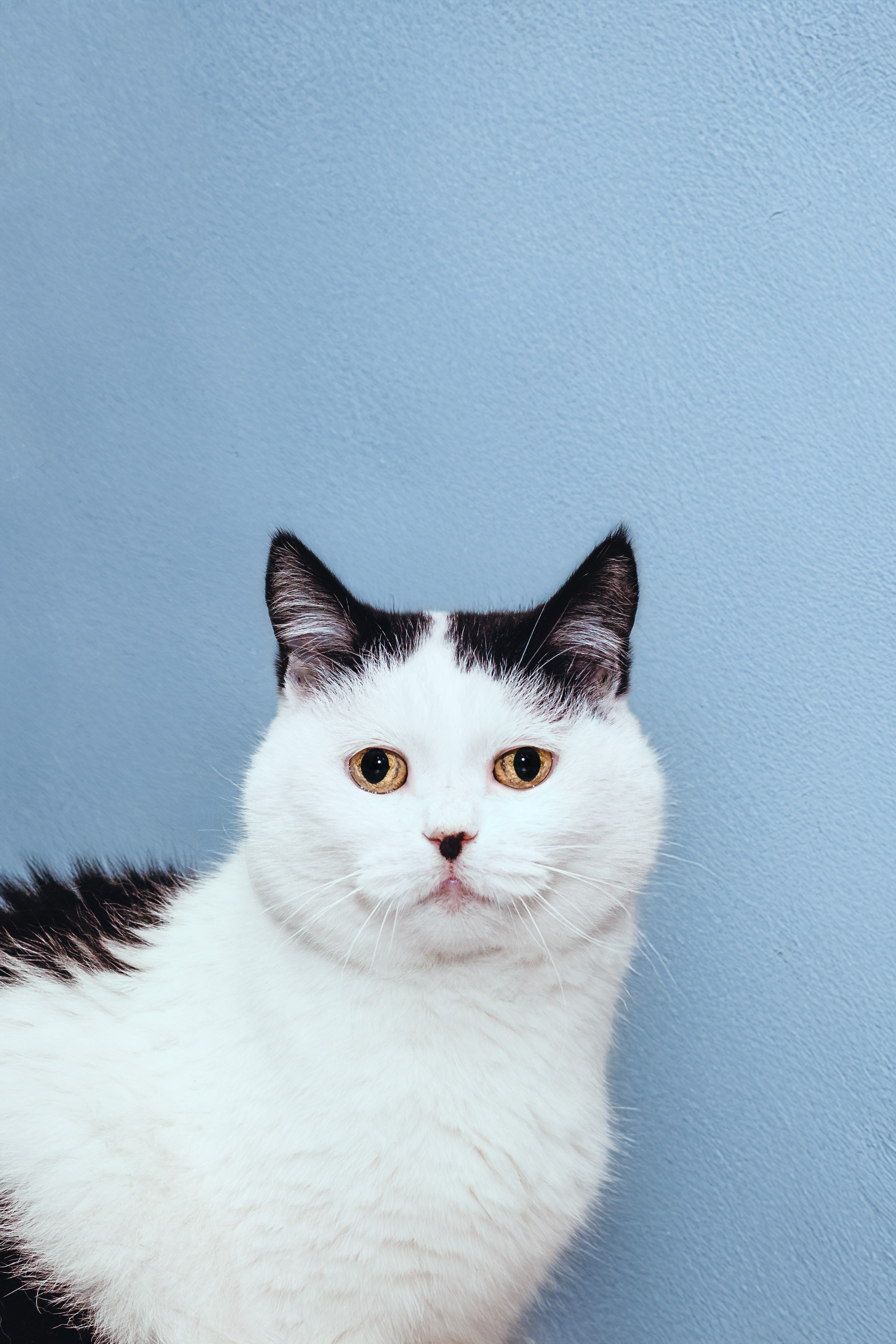 Кошки в поиске дома 2025. Фотограф-анималист Татьяна Степанова