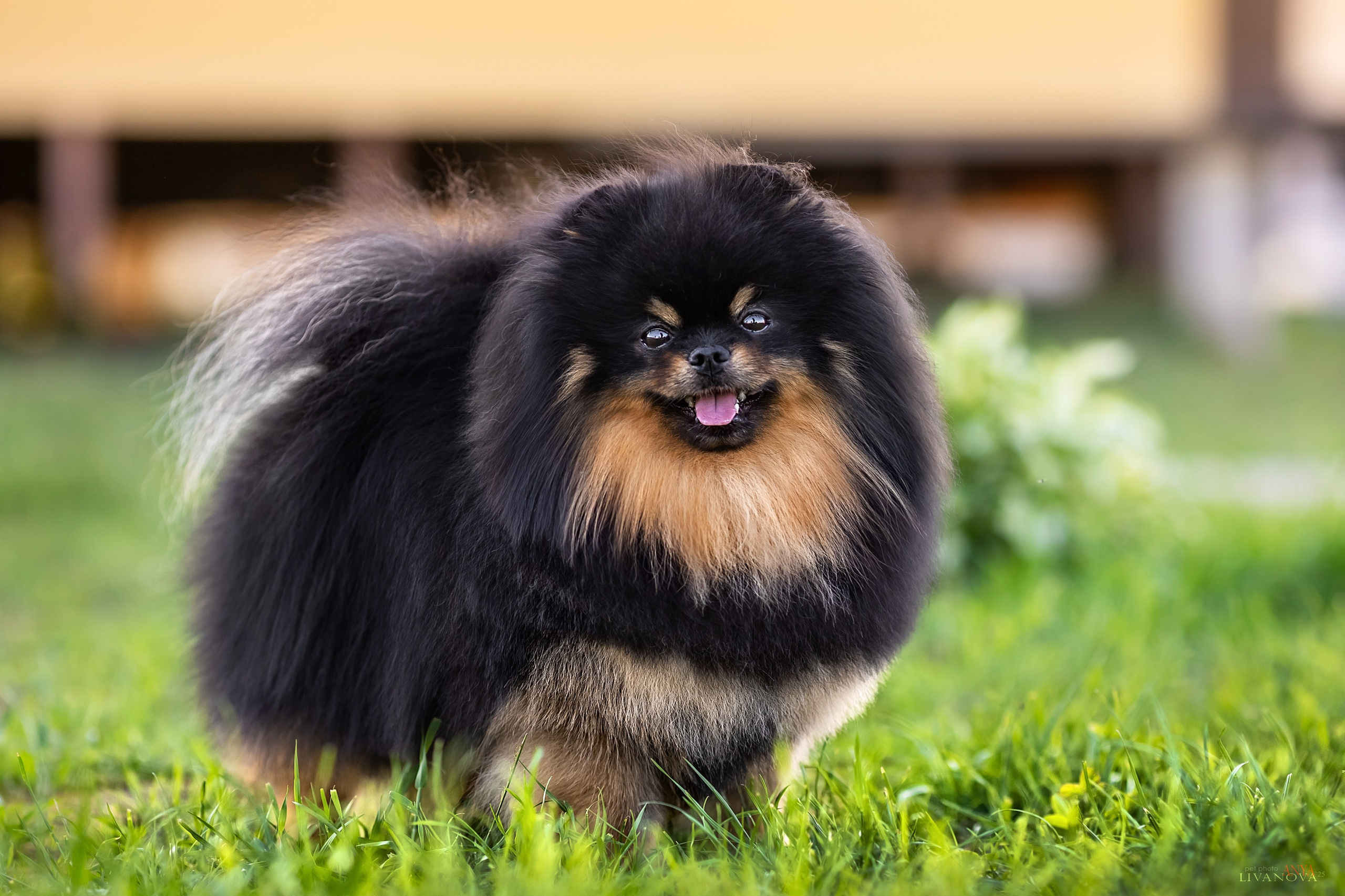 Шпицы. Фотограф анималист Аня Ливанова | Рыбинск