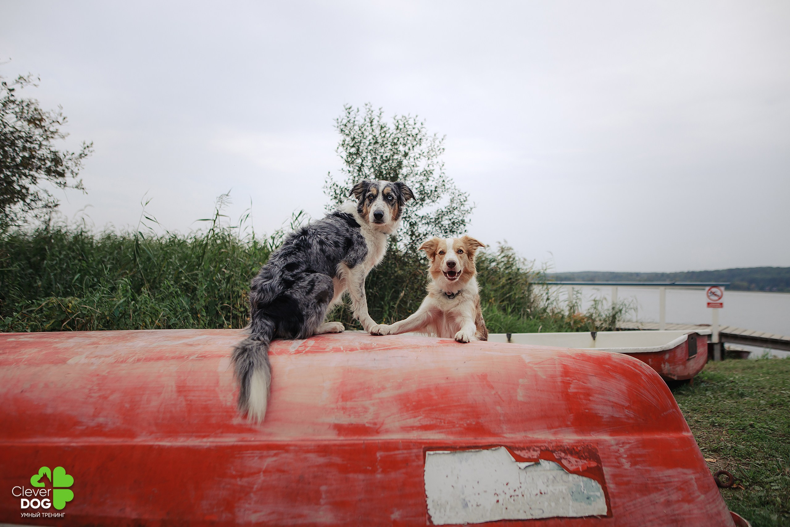 Кинологический лагерь CleverDog, 2024. Фотограф-анималист Mary Mart — Москва, Питер