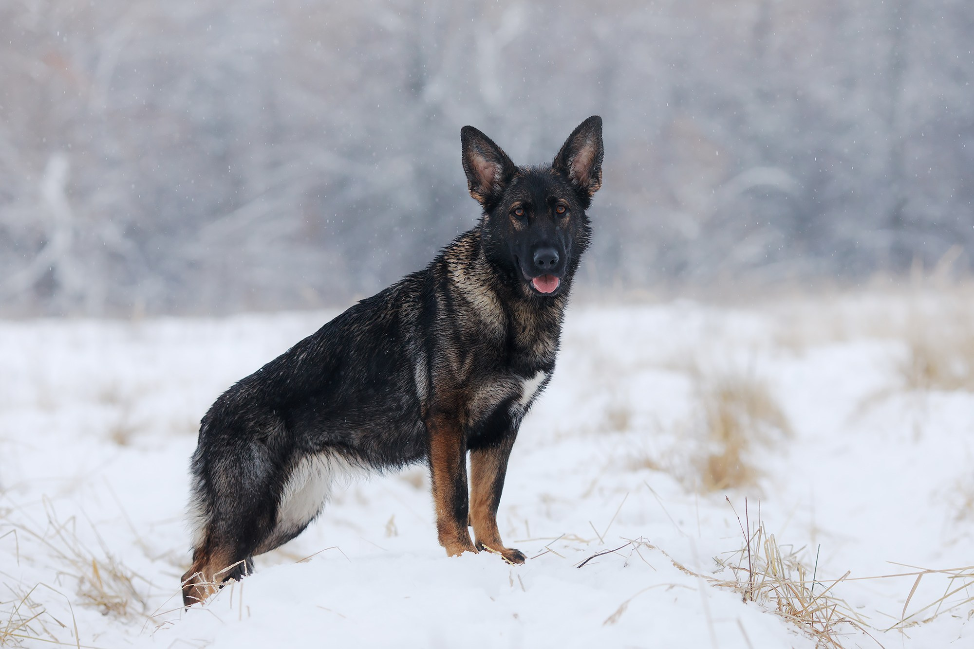 Зимние портреты. Фотограф-анималист Mary Mart — Москва, Питер