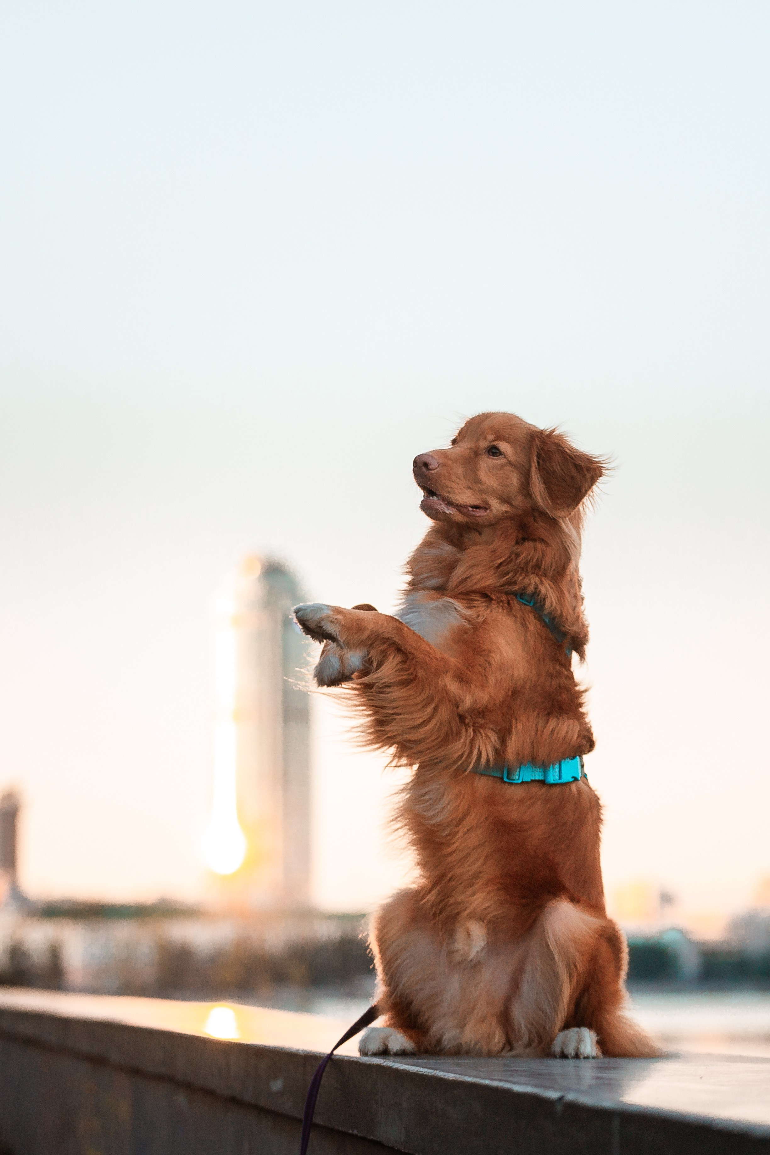 Таня и Лео. Фотограф-анималист Анастасия Парфенова|Екатеринбург