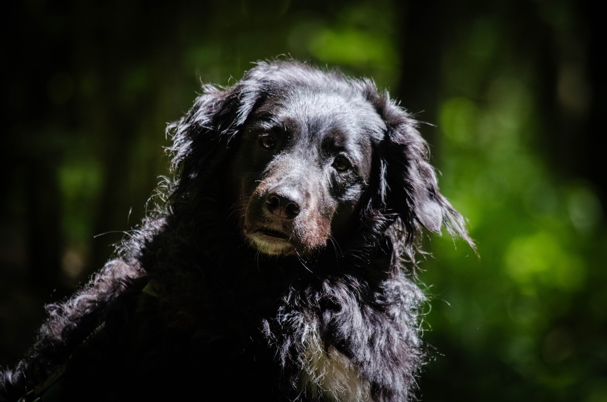 Том и Тося. Фотограф Светлана Блинова, Москва и Московская область