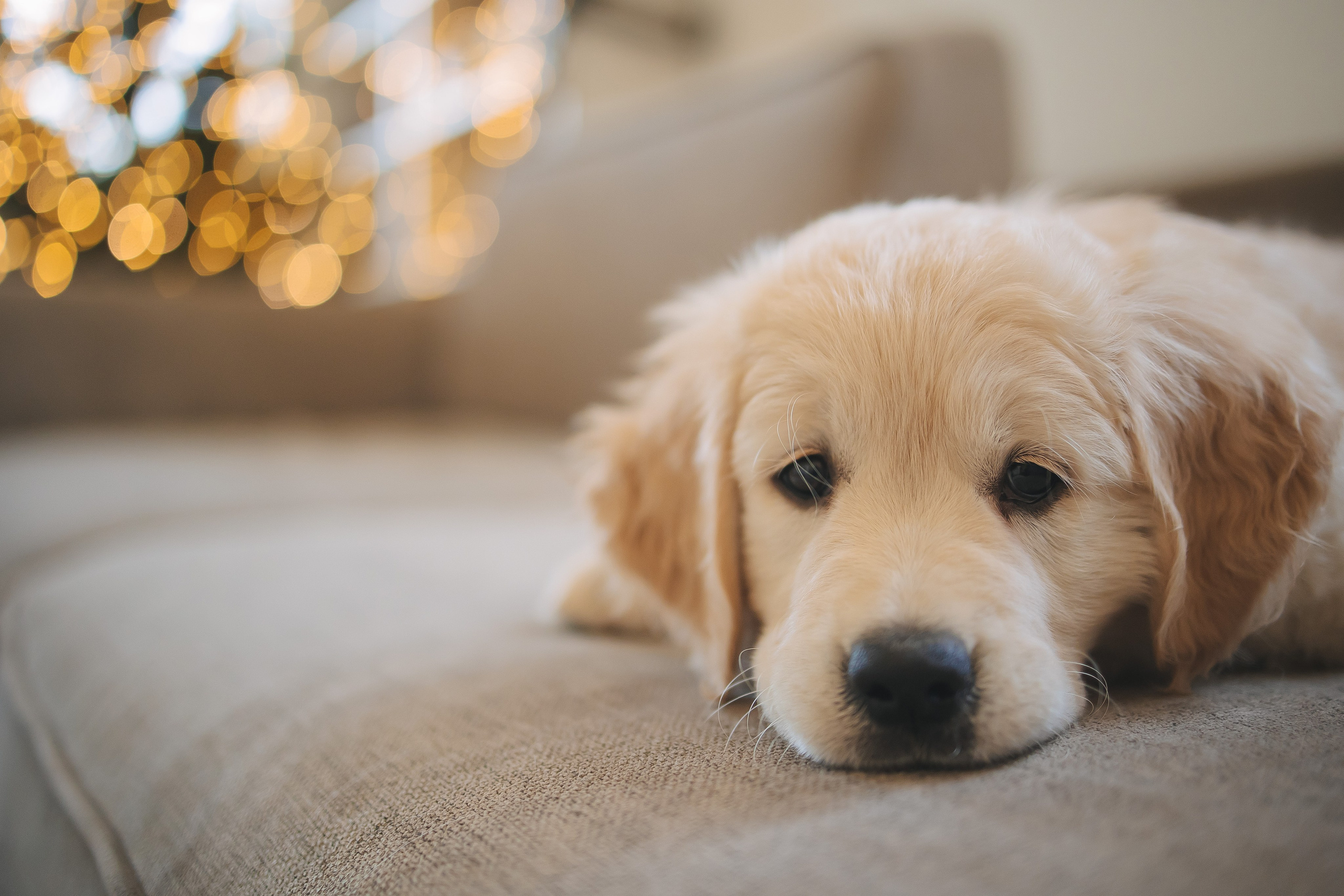 Снежик и Веста, НГ. Свадебный и женский фотограф