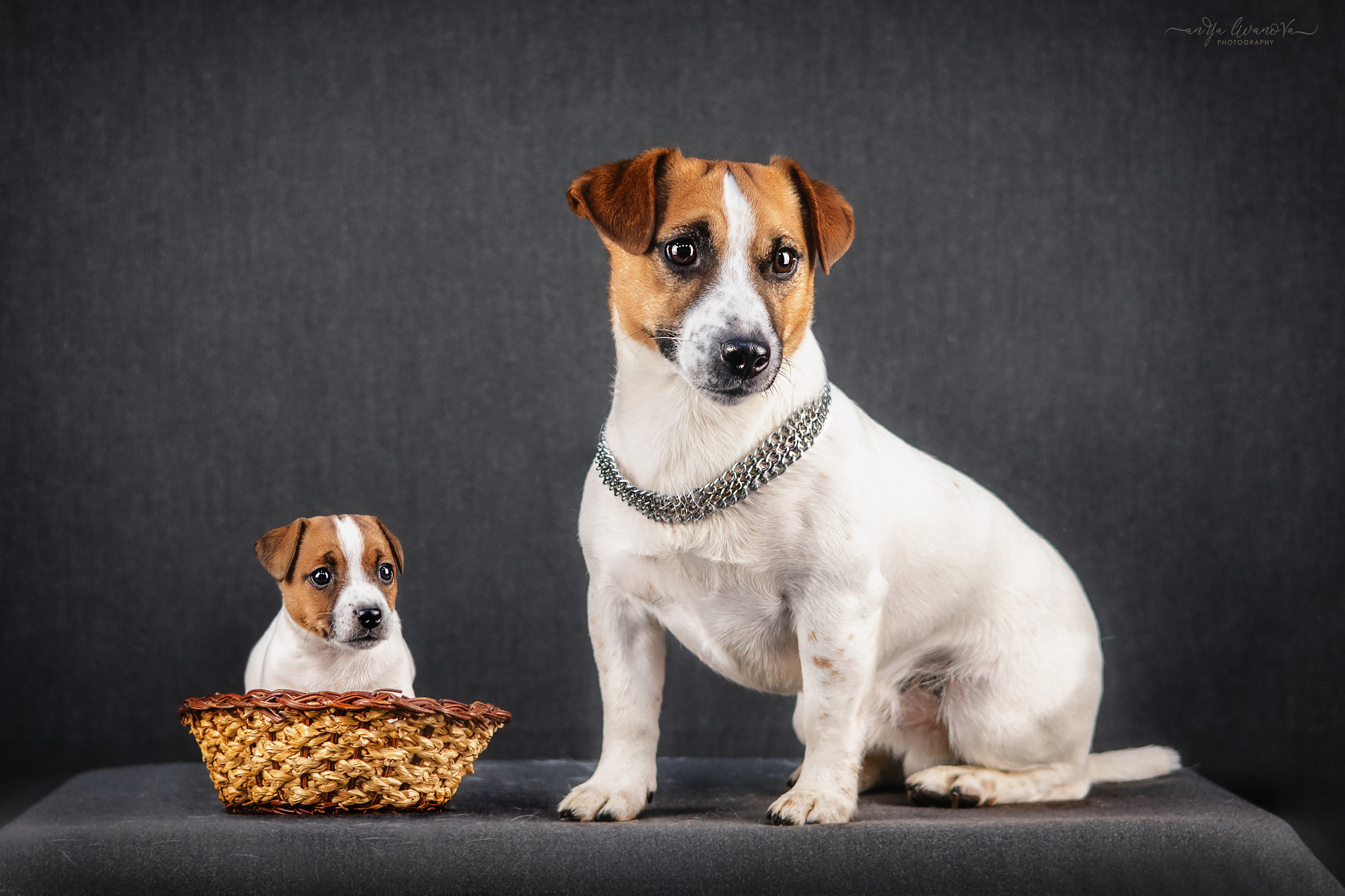 Джеки. Фотограф анималист Аня Ливанова | Рыбинск