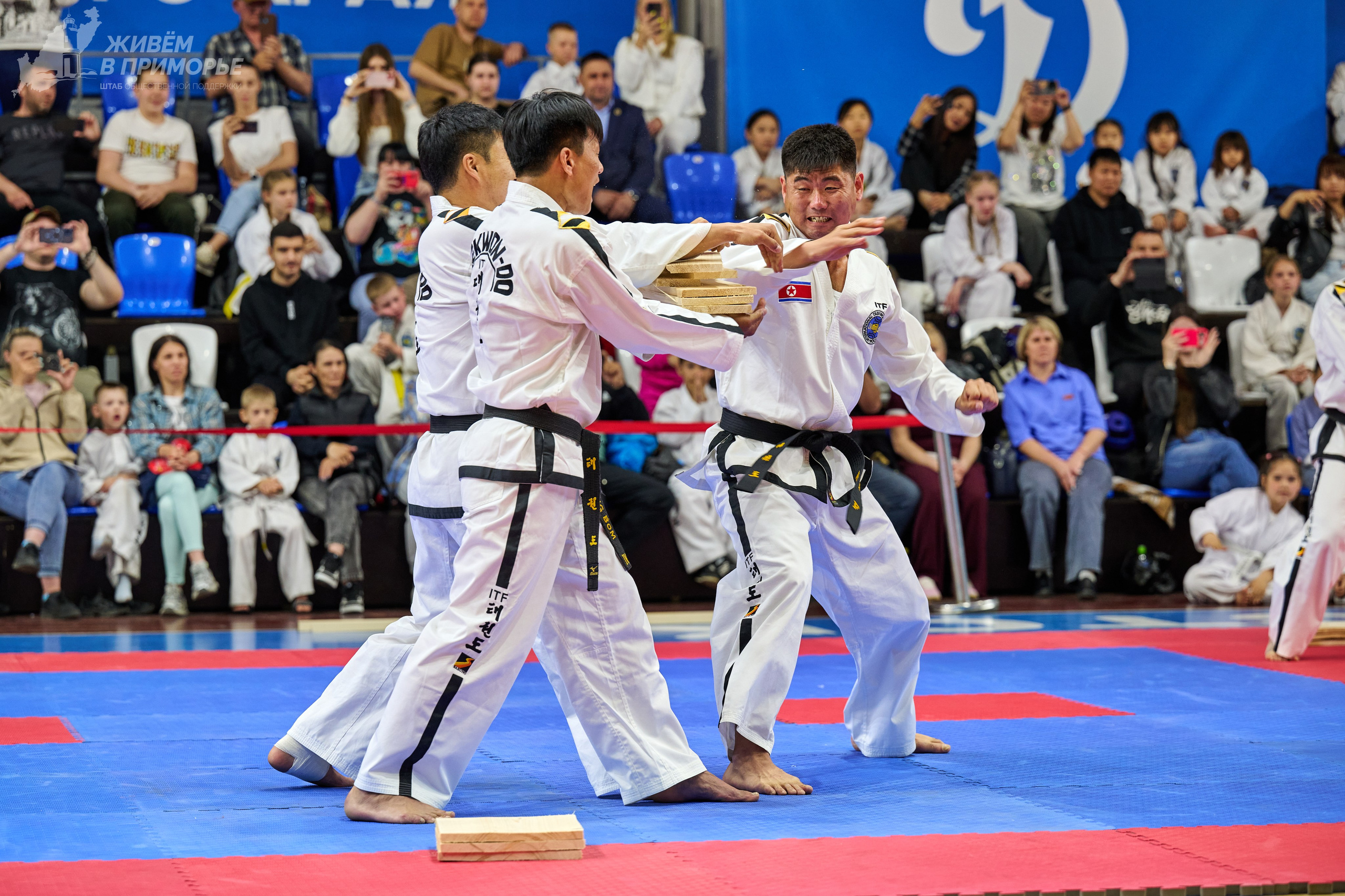 Кубок губернатора по тхэквондо. Профессиональный репортажный фотограф Инесса Иминова