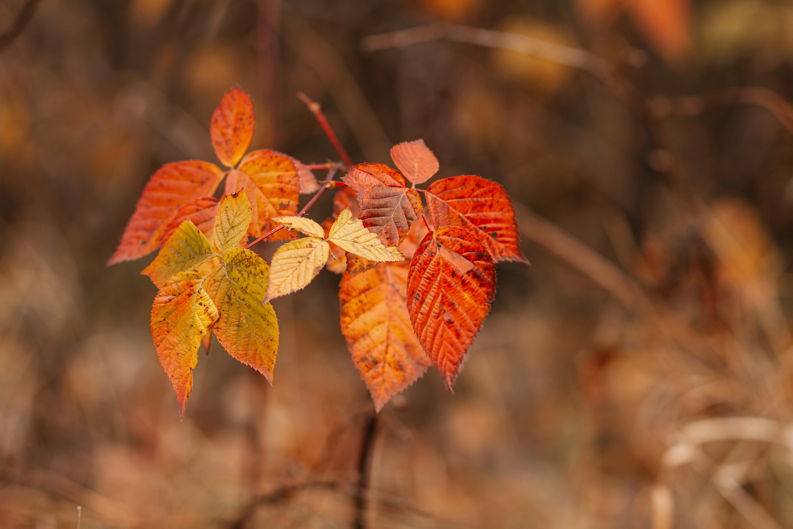 Осеннее настроение. Семейный фотограф в Минске Приболовец Светлана