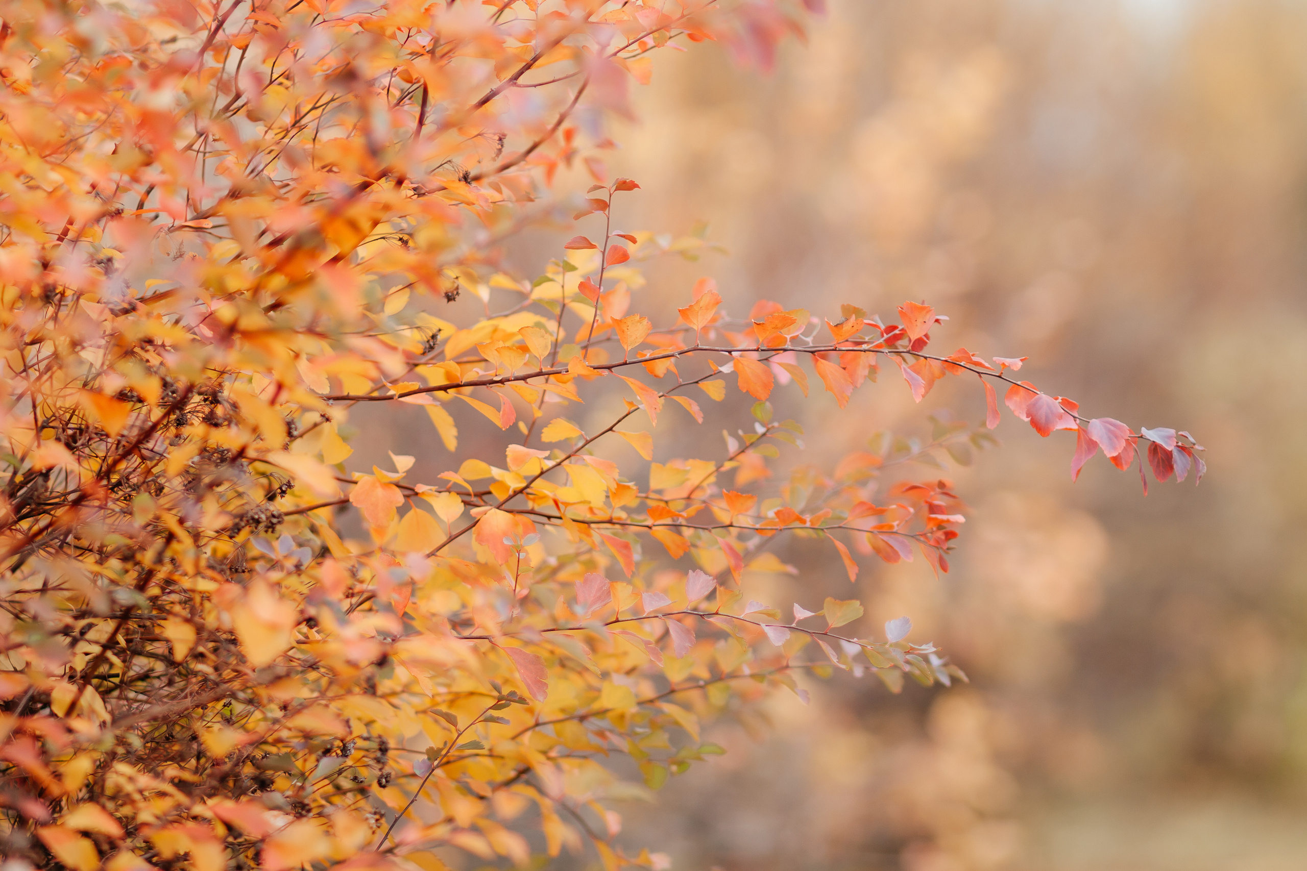 Осеннее настроение. Семейный фотограф в Минске Приболовец Светлана