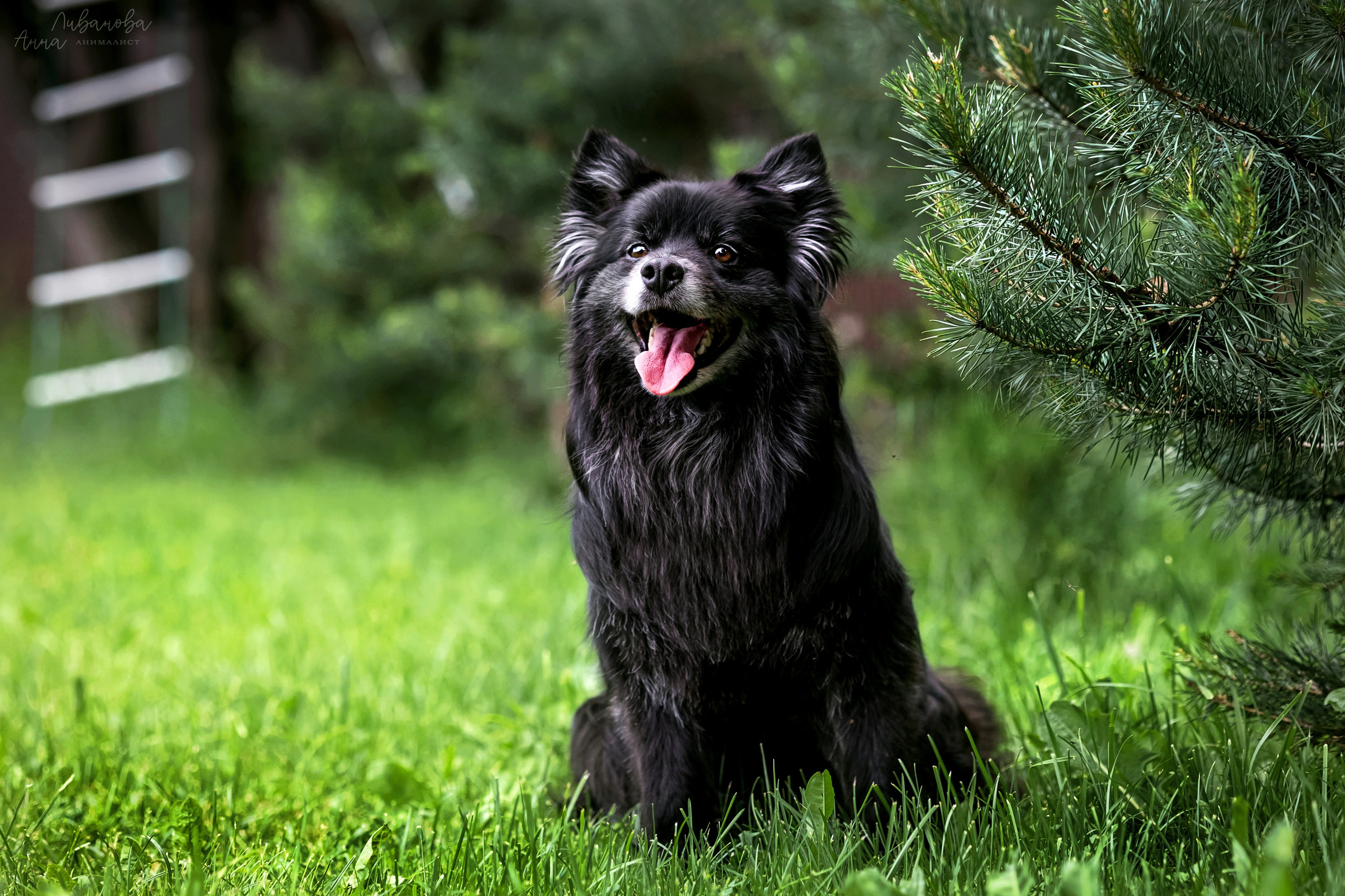 Рита и Ко. Фотограф анималист Аня Ливанова | Рыбинск
