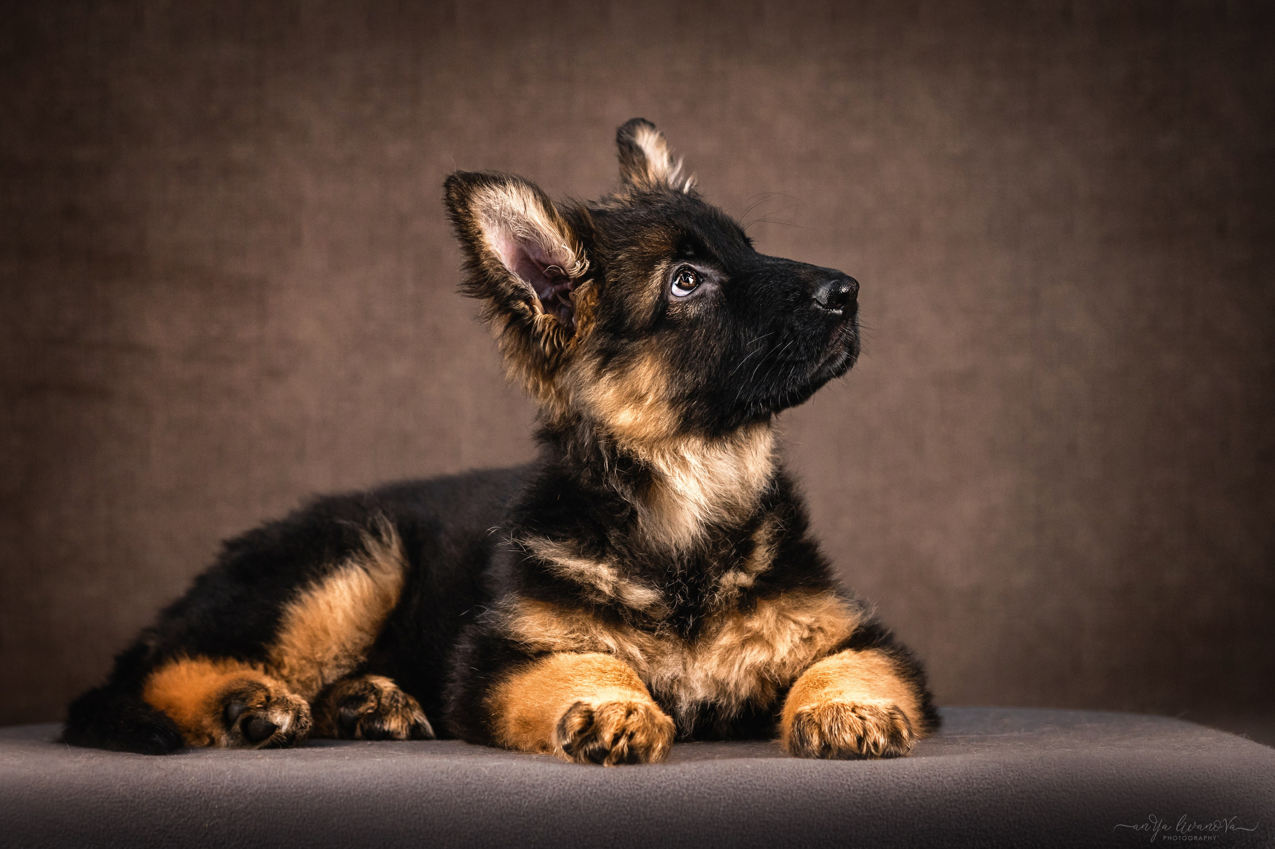 Овчарята. Фотограф анималист Аня Ливанова | Рыбинск