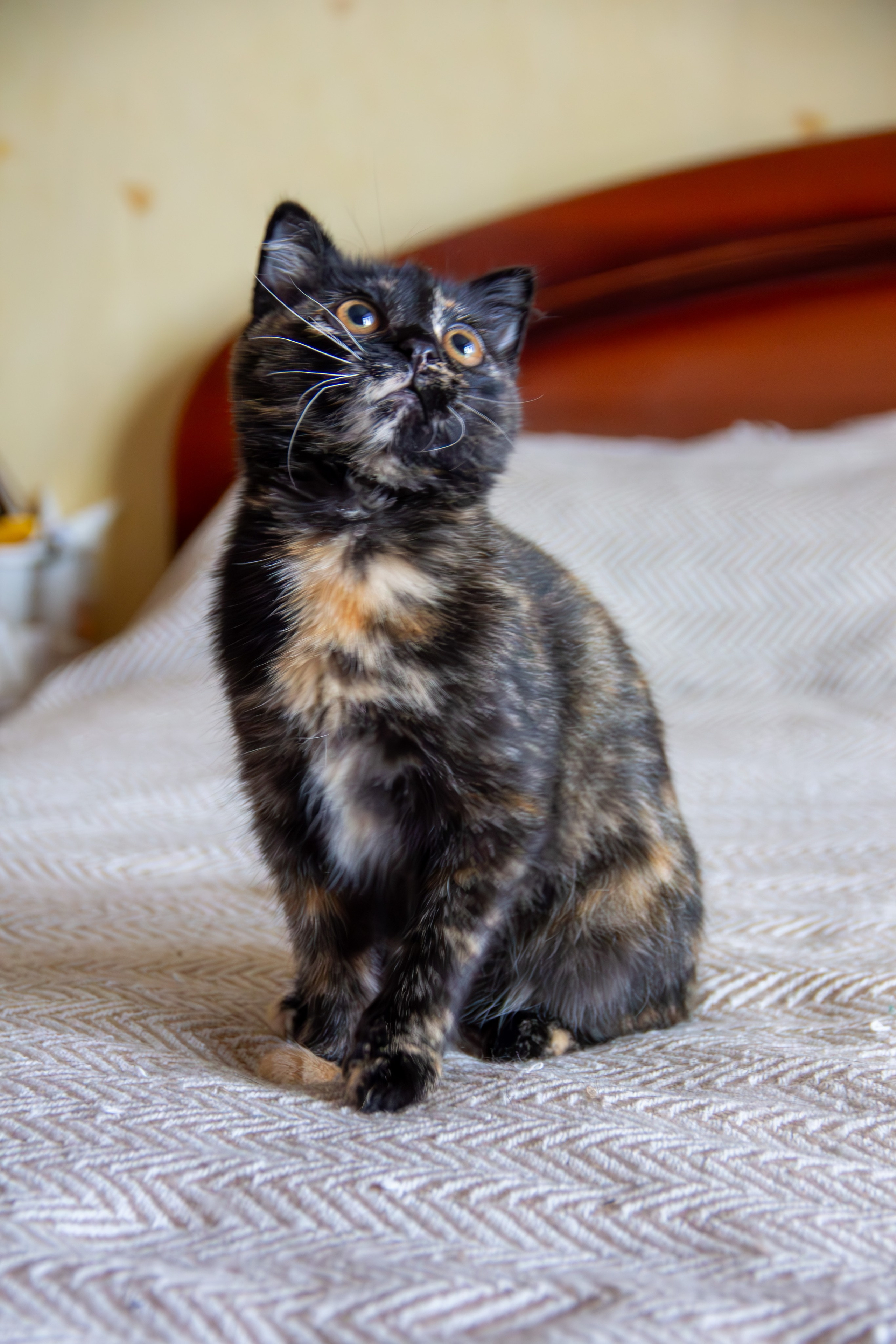 Котёнок Соня. Фотозаметки Лины Юговой | фотограф-анималист