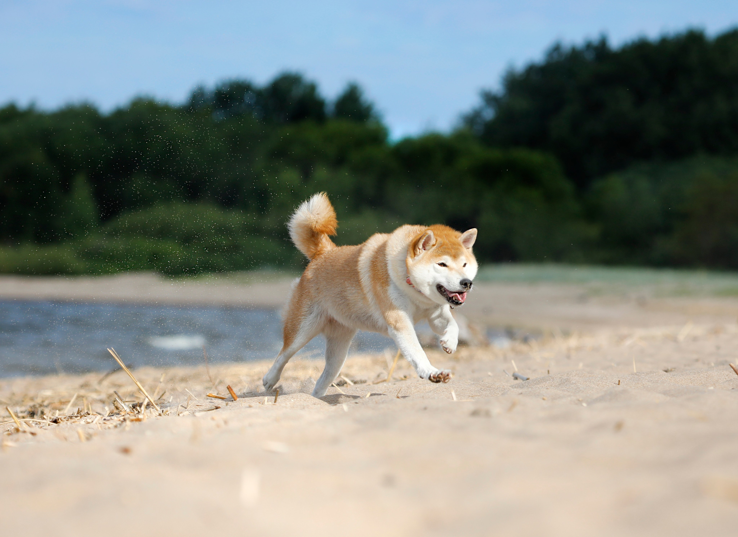 Прогулочные фотосъёмки Финский залив. Фотограф-анималист Павлова Любовь