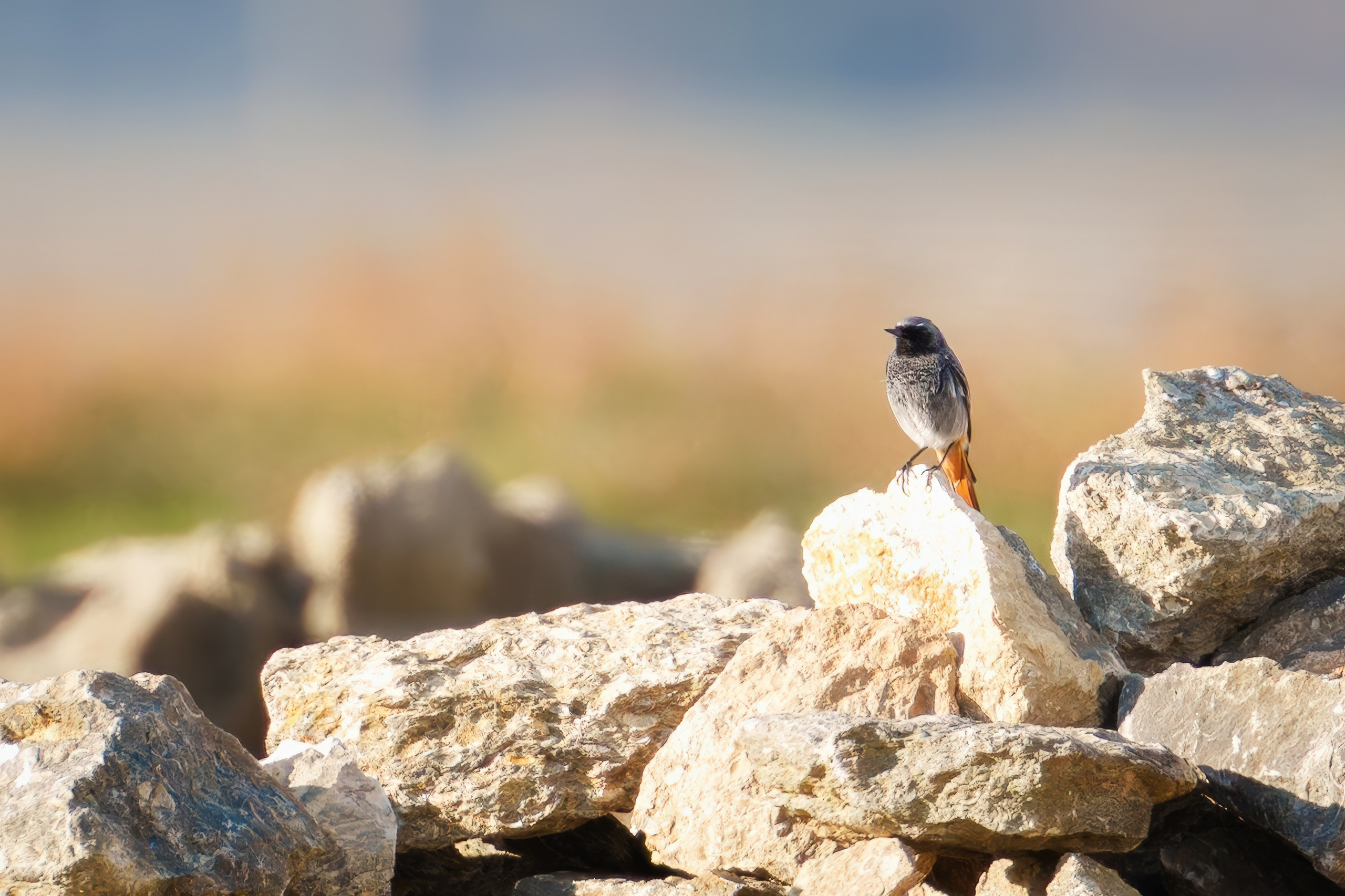 Горихвостка чернушка