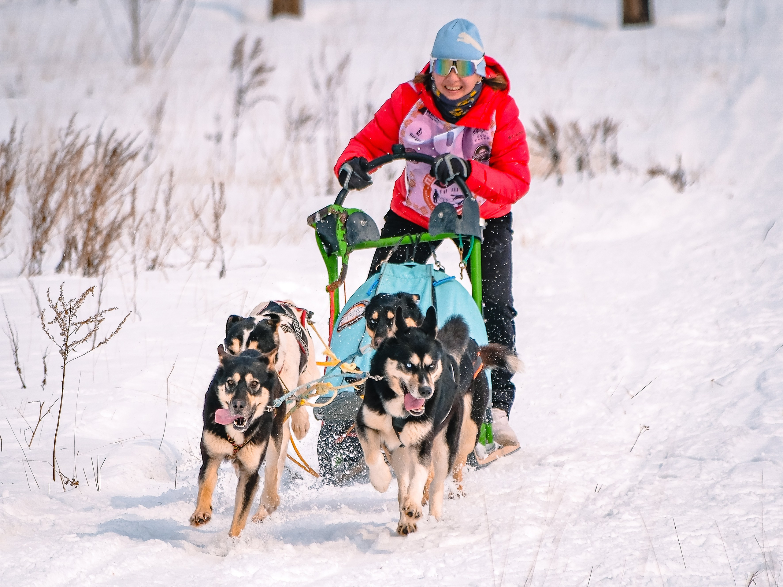 Фестиваль ездового спорта. Фотограф. г. Южно-Сахалинск. Олег Толстов