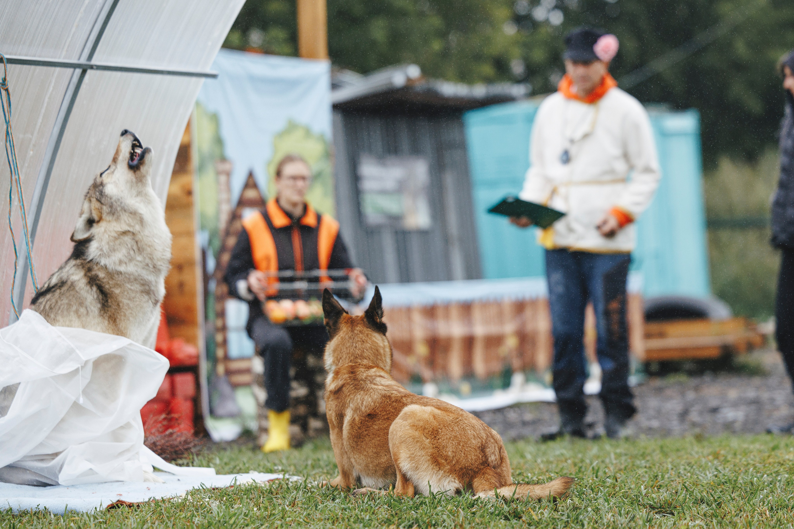 08.08.25-10.08.25 ЧР по мондьорингу г. Вологда. Фотограф-анималист Анна Маринич