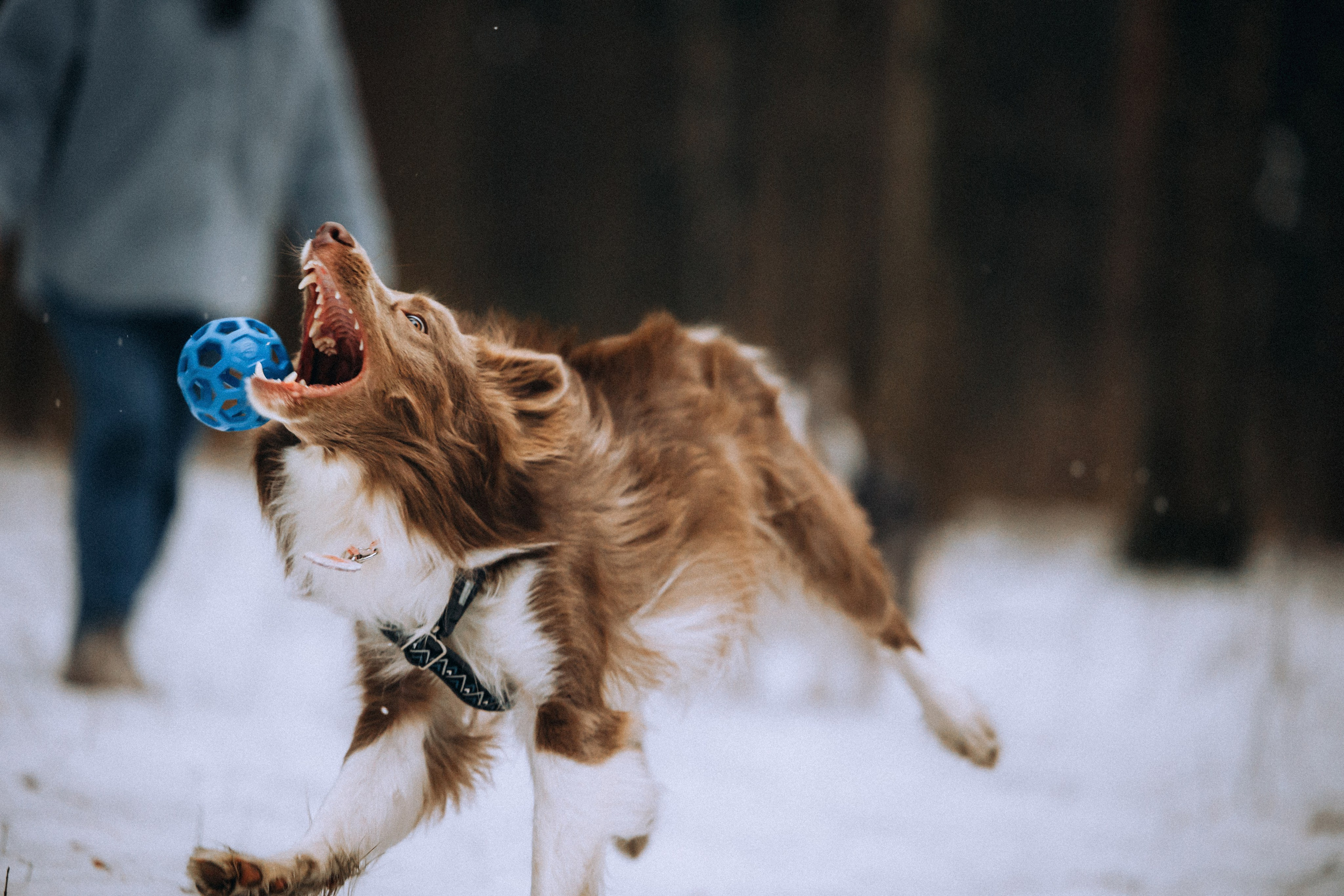 Полина, Милли и Паддингтон