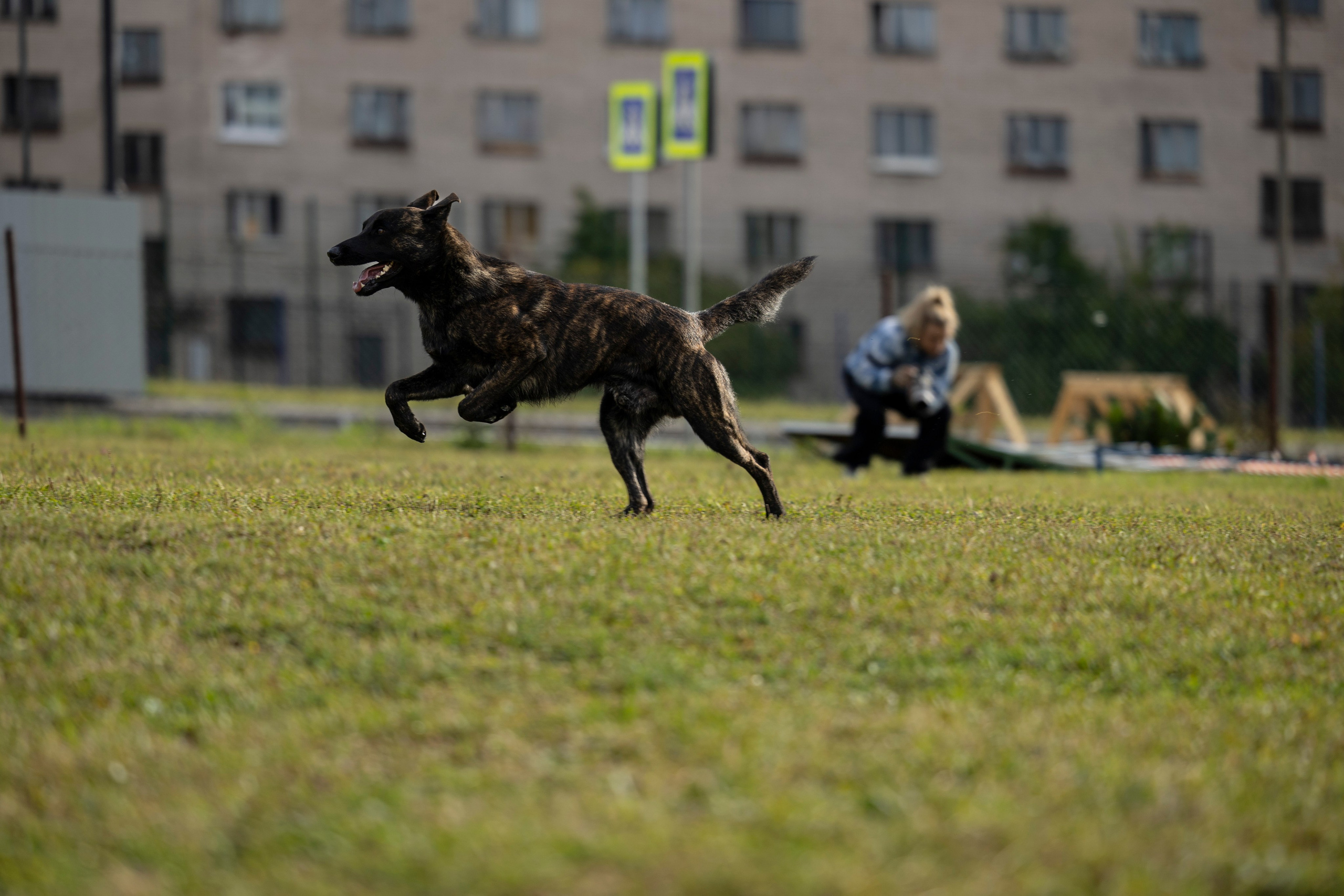 Испытания по Мондьорингу г. Пушкин. Фотограф-анималист Анна Маринич