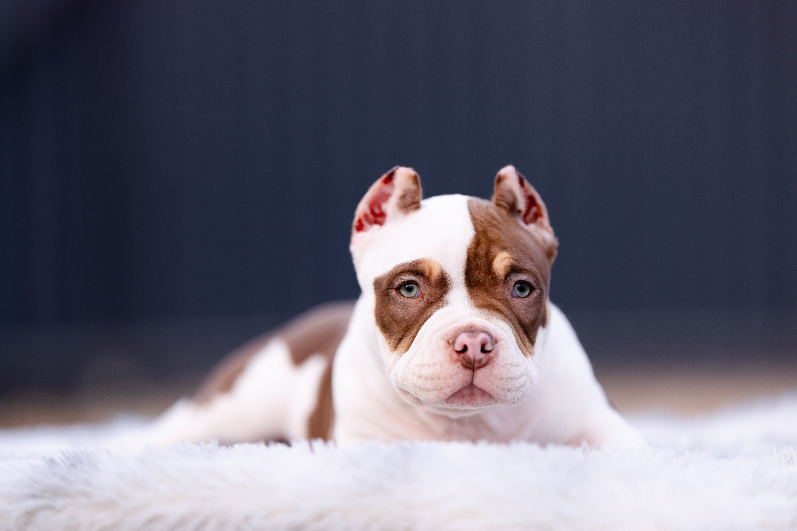 Булли. Фотограф и видеограф анималист Аганина Дарья