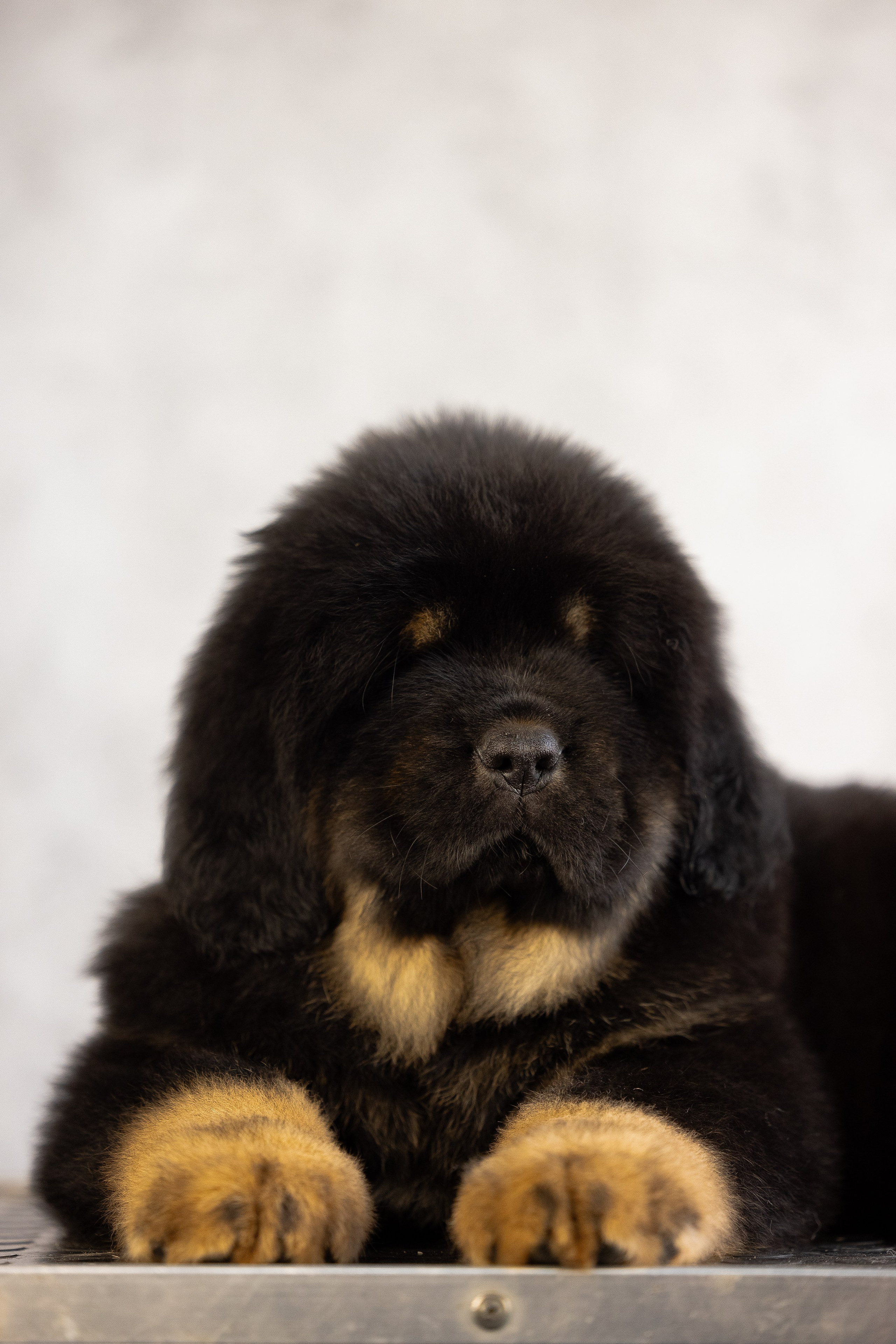 Тибетский мастиф. Фотограф и видеограф анималист Аганина Дарья