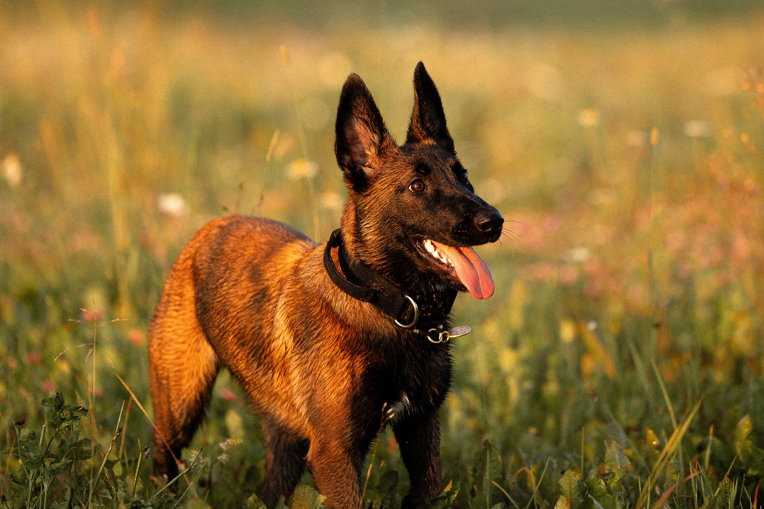 Галина и Лоя. Фотограф и видеограф анималист Аганина Дарья