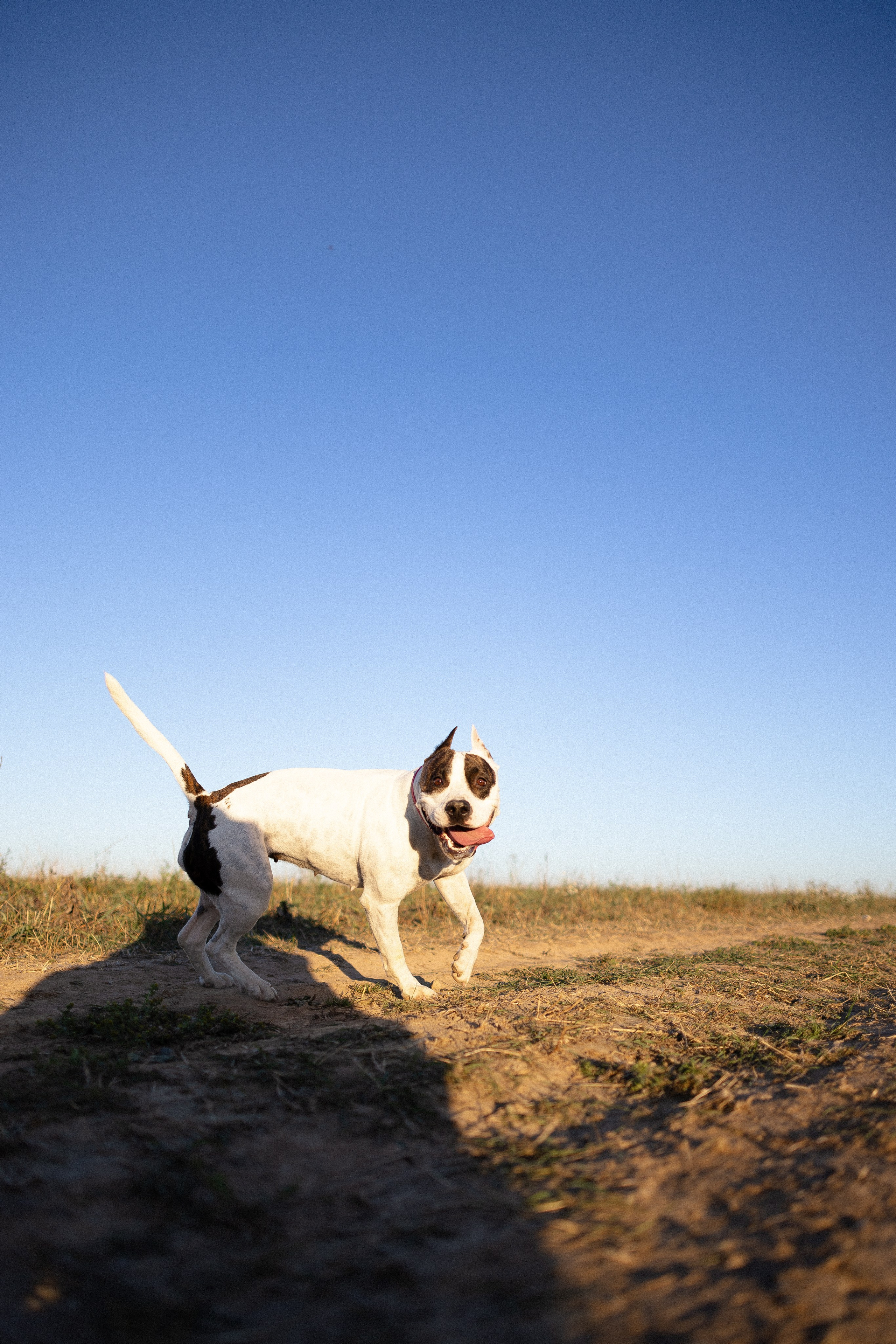 Женя, Афра и Молли. Фотограф и видеограф анималист Аганина Дарья