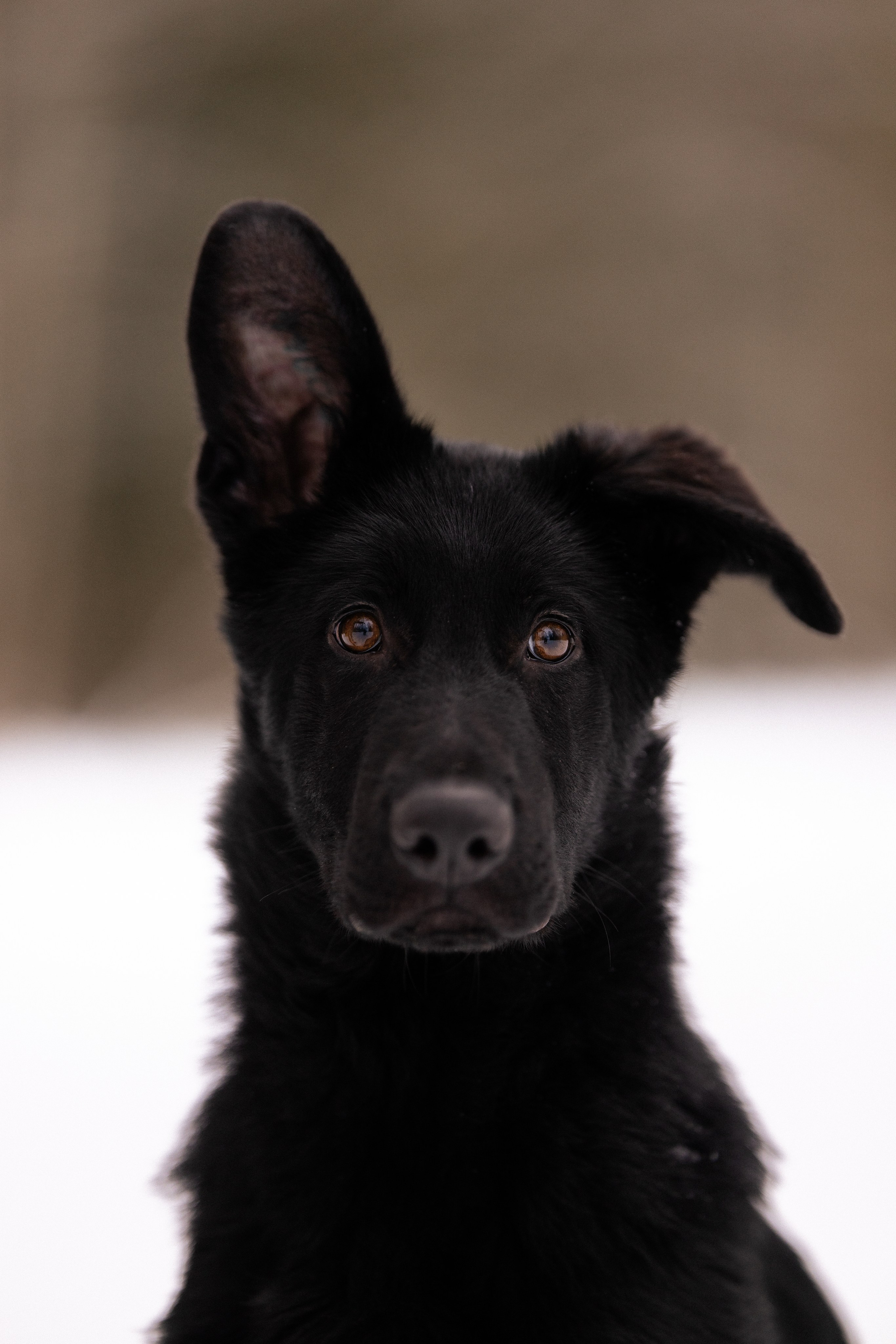 Немецкая овчарка. Фотограф и видеограф анималист Аганина Дарья